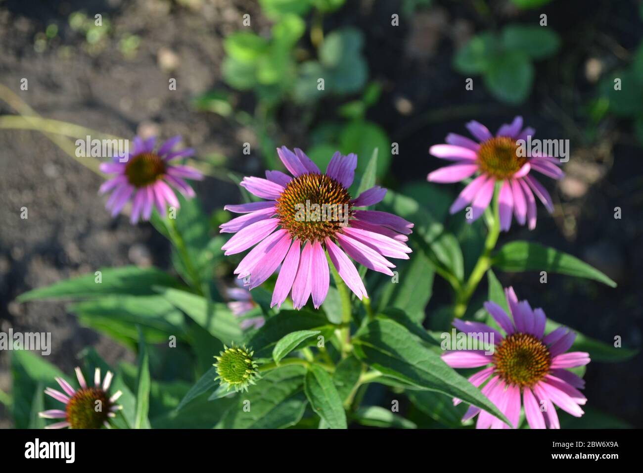 Gardening. Home garden, flower bed. Green leaves, bushes. House, field, farm. Echinacea flower. Echinacea purpurea. A perennial plant of the Asteracea Stock Photo