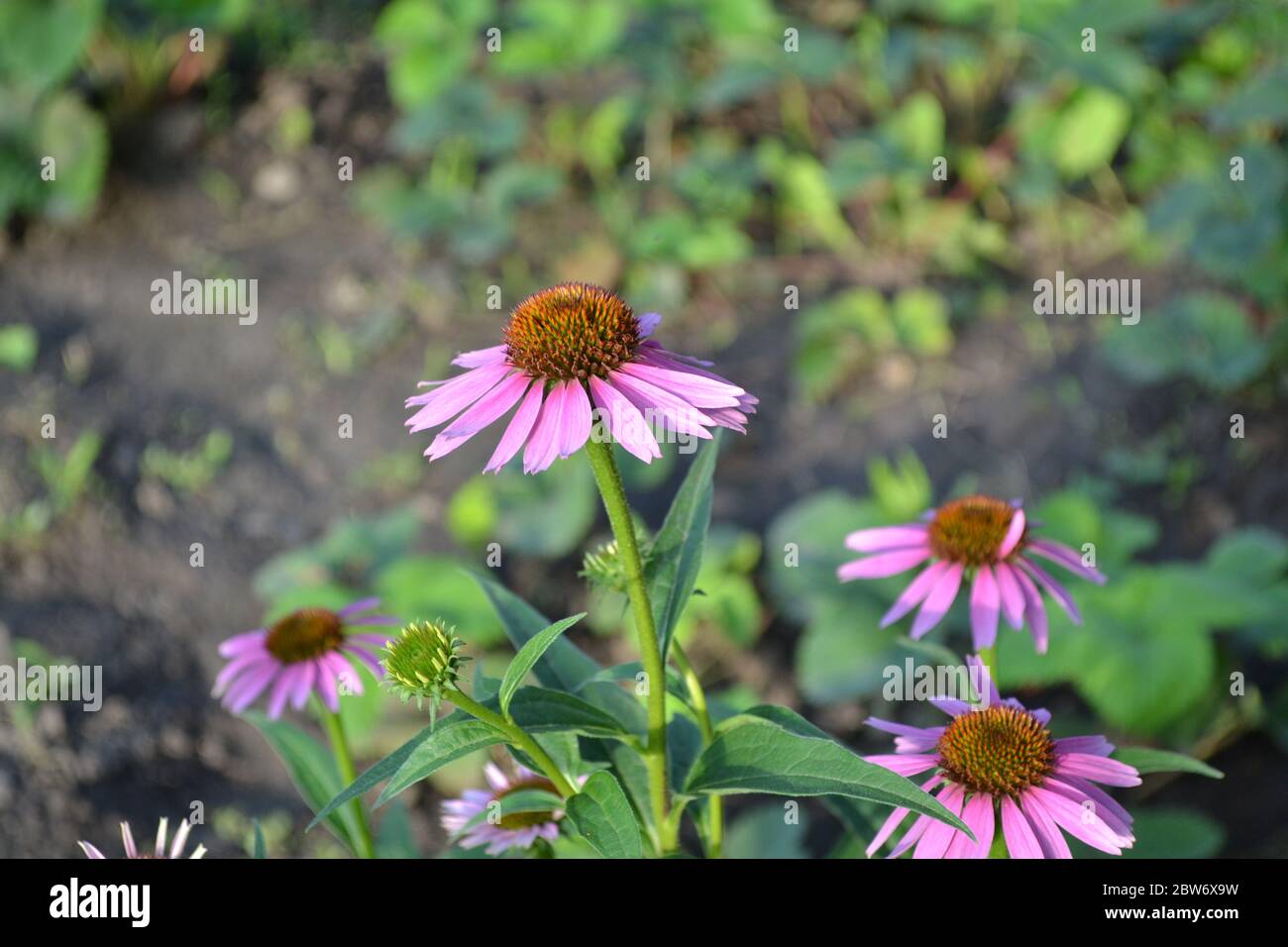 Green leaves, bushes. Gardening. Home garden, flower bed. Echinacea flower. Echinacea purpurea. A perennial plant of the Asteraceae family. Curative f Stock Photo