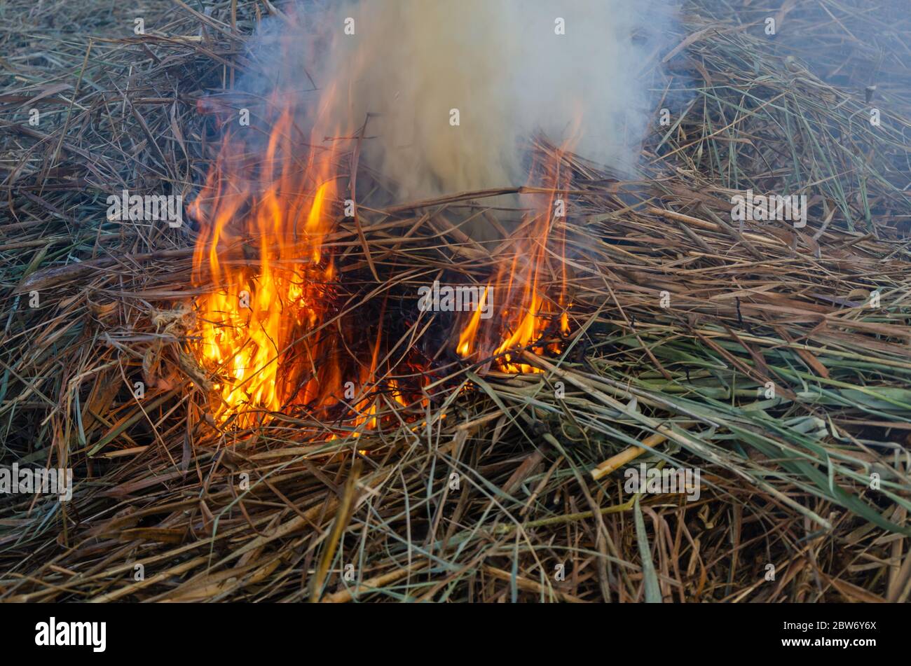 The reeds are burning and the fumes come out Stock Photo Alamy