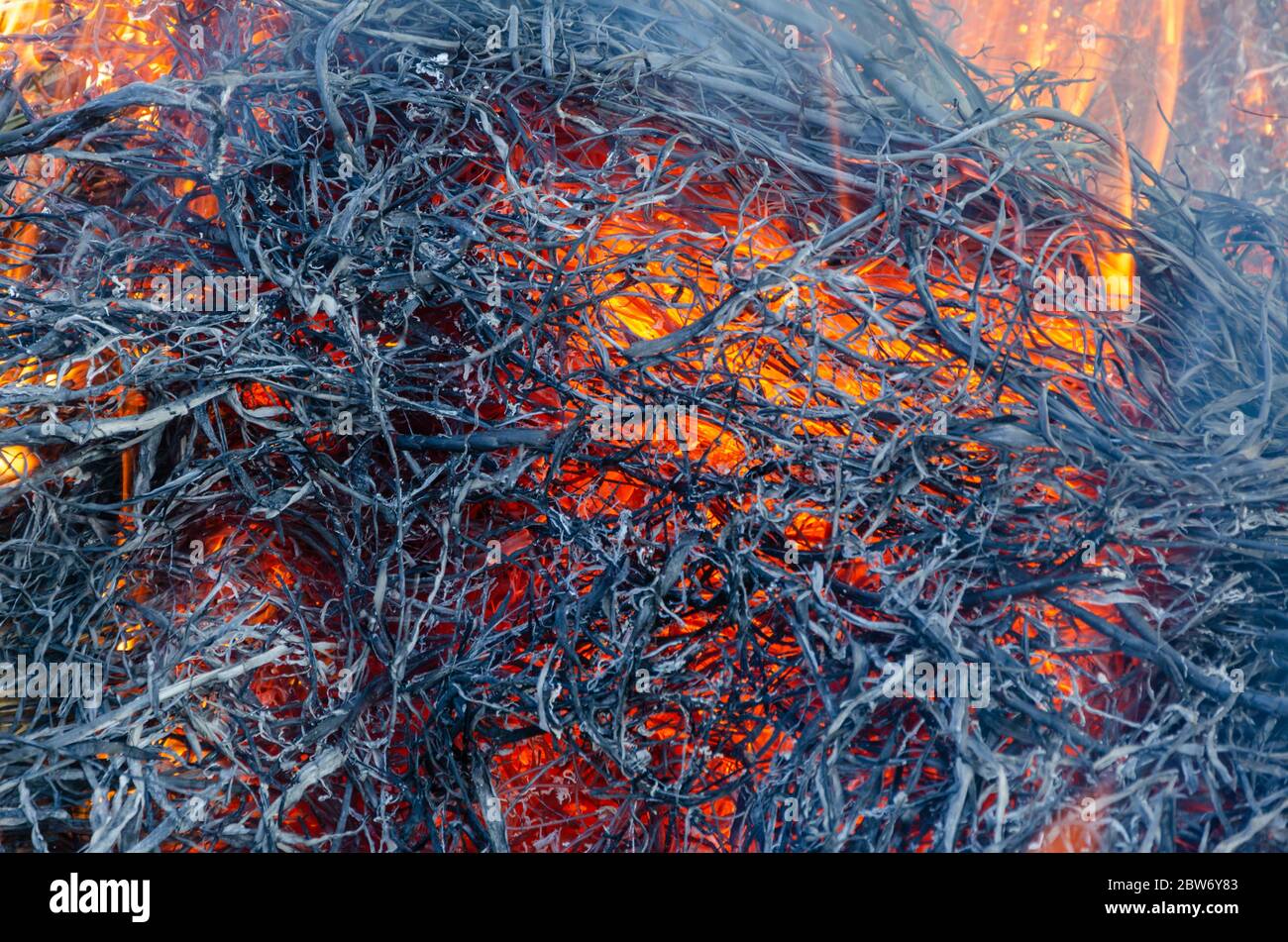 Flamable Reeds The reeds are burning and the fumes come out Stock Photo - Alamy