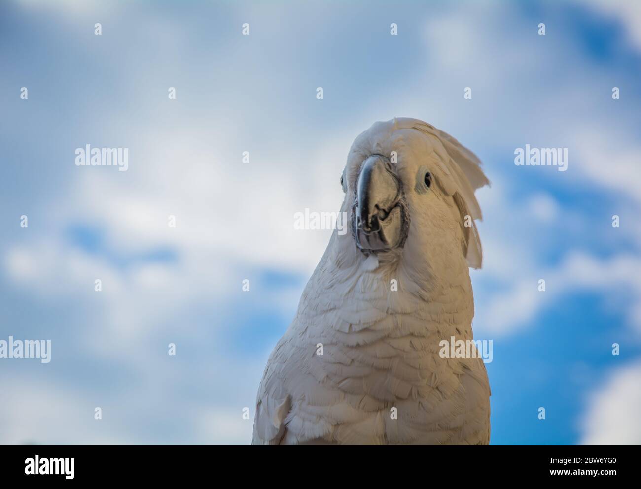 Portrait of a Sulfur-Crested Cockatoo (Cacatua galerita) with blue sky background, front, close-up. Stock Photo