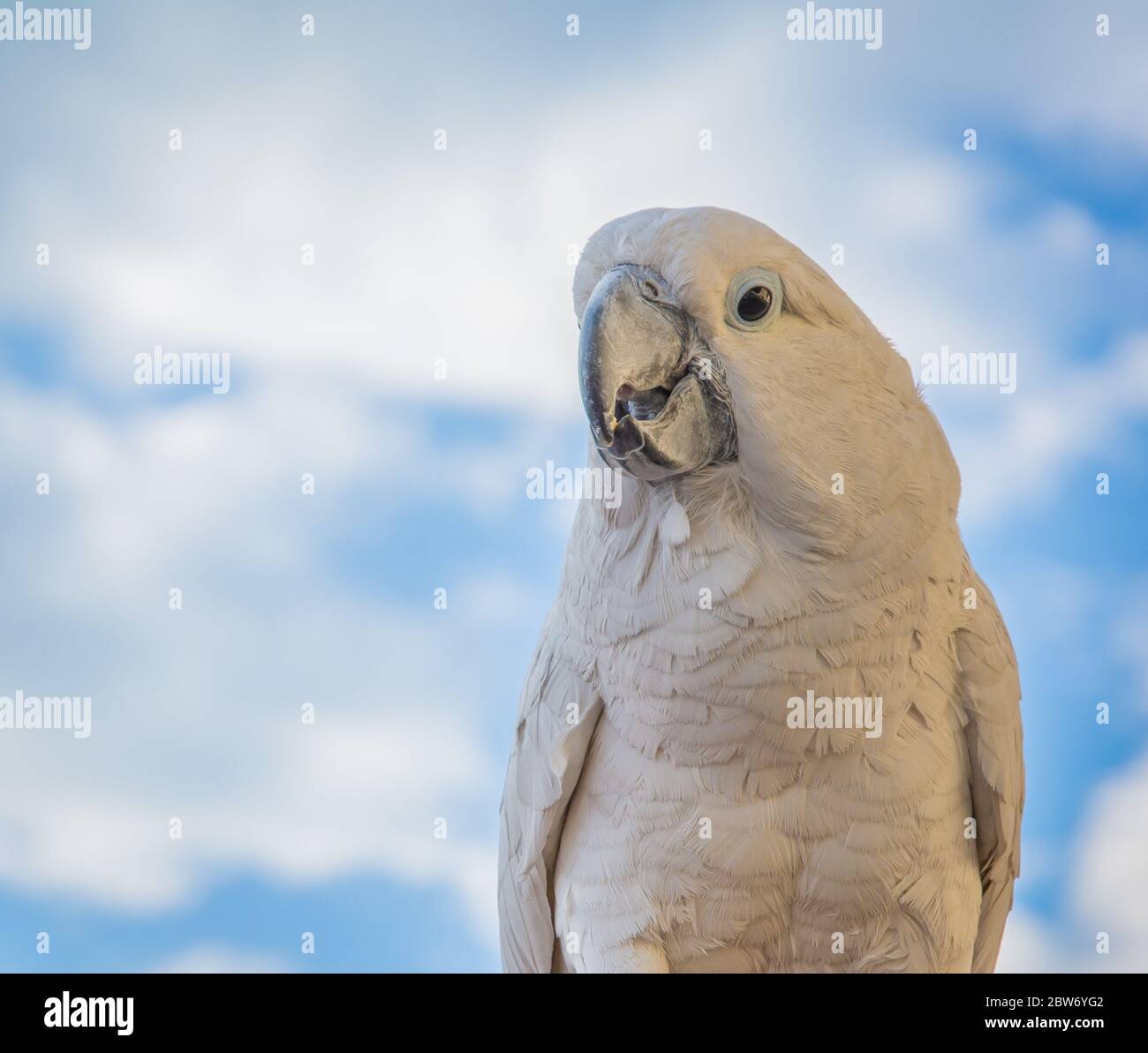 Portrait of a Sulfur-Crested Cockatoo (Cacatua galerita) with blue sky background, front, close-up. Stock Photo