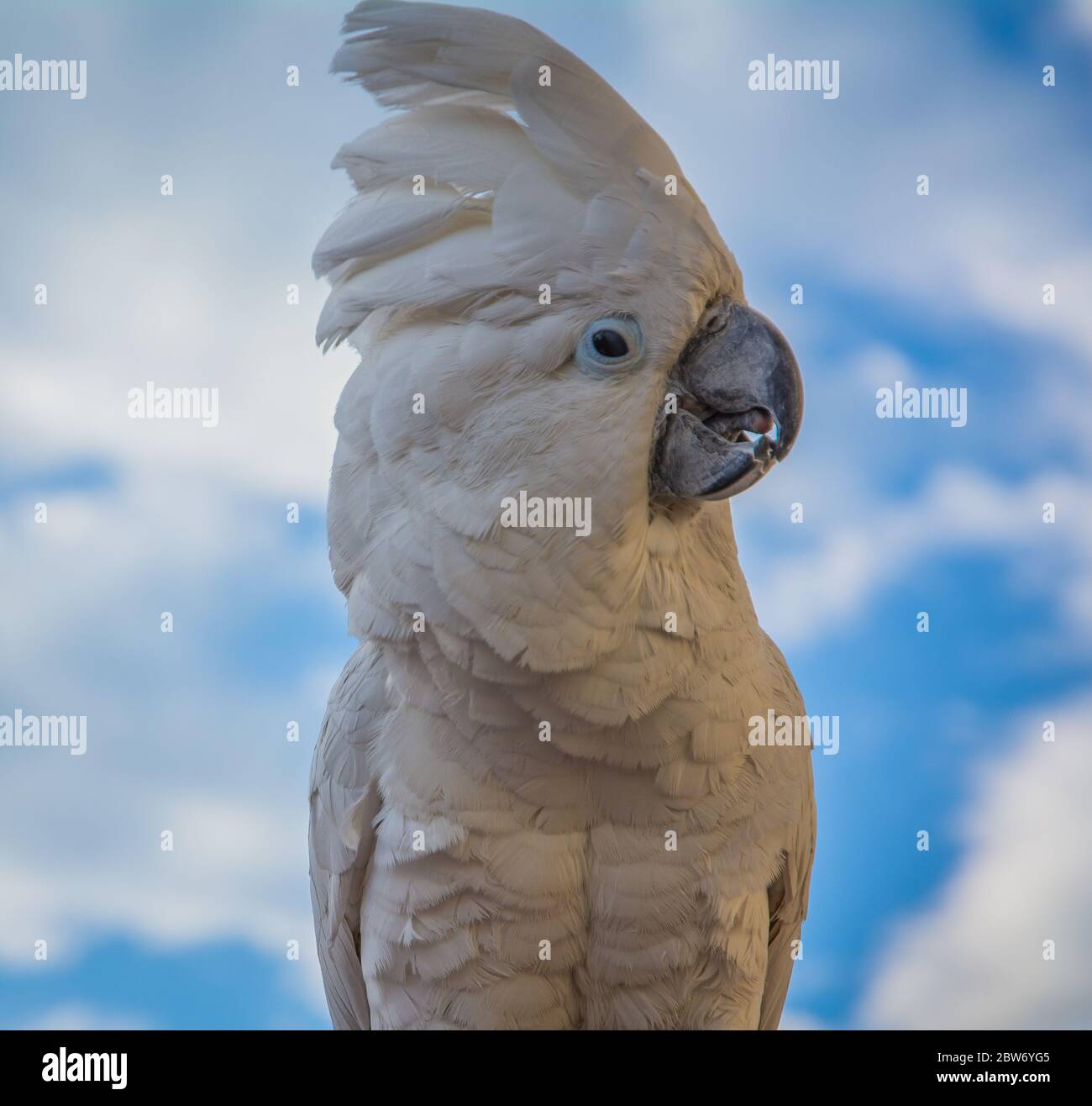 Portrait of a Sulfur-Crested Cockatoo (Cacatua galerita) with blue sky background, front, close-up. Stock Photo