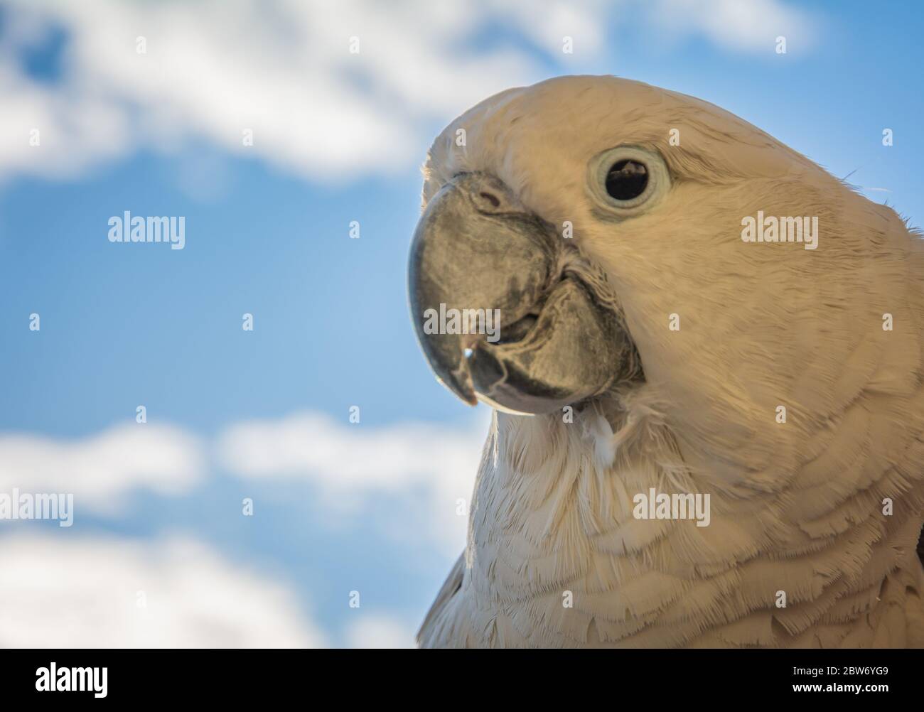 Portrait of a Sulfur-Crested Cockatoo (Cacatua galerita) with blue sky background, front, close-up. Stock Photo