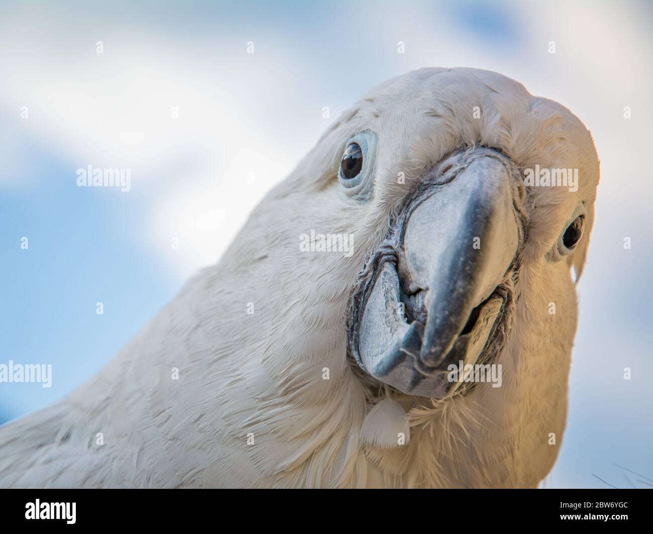 Portrait of a Sulfur-Crested Cockatoo (Cacatua galerita) with blue sky background, front, close-up. Stock Photo