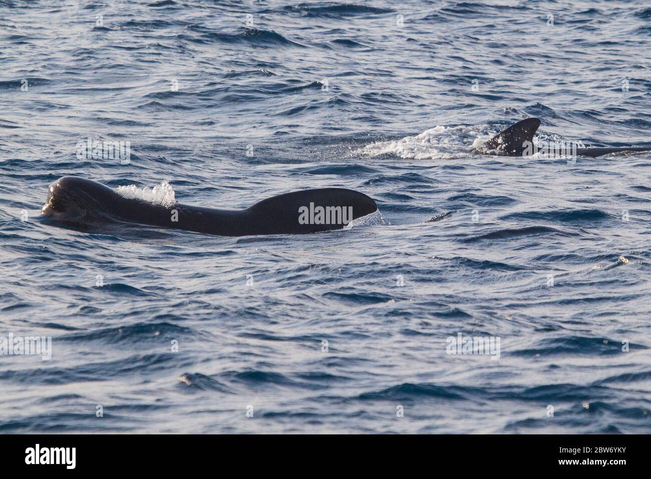 Two long-finned pilot whale (Globicephala melas), one of the the largest species of all oceanic dolphins, in the Atlantic Ocean. Stock Photo