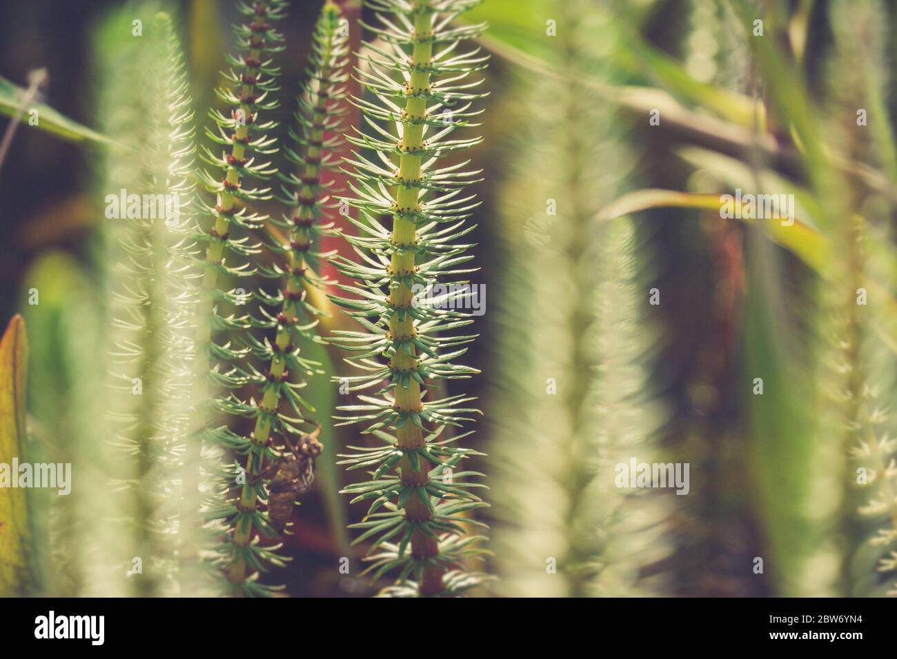 Beautiful aquatic plants hi-res stock photography and images - Alamy