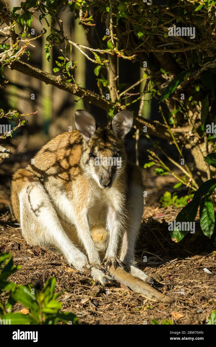 Allied rock-wallaby (Petrogale assimilis) sun baking sitting with tail between its legs under a hibiscus bush in Townsville, Queensland, Australia. Stock Photo