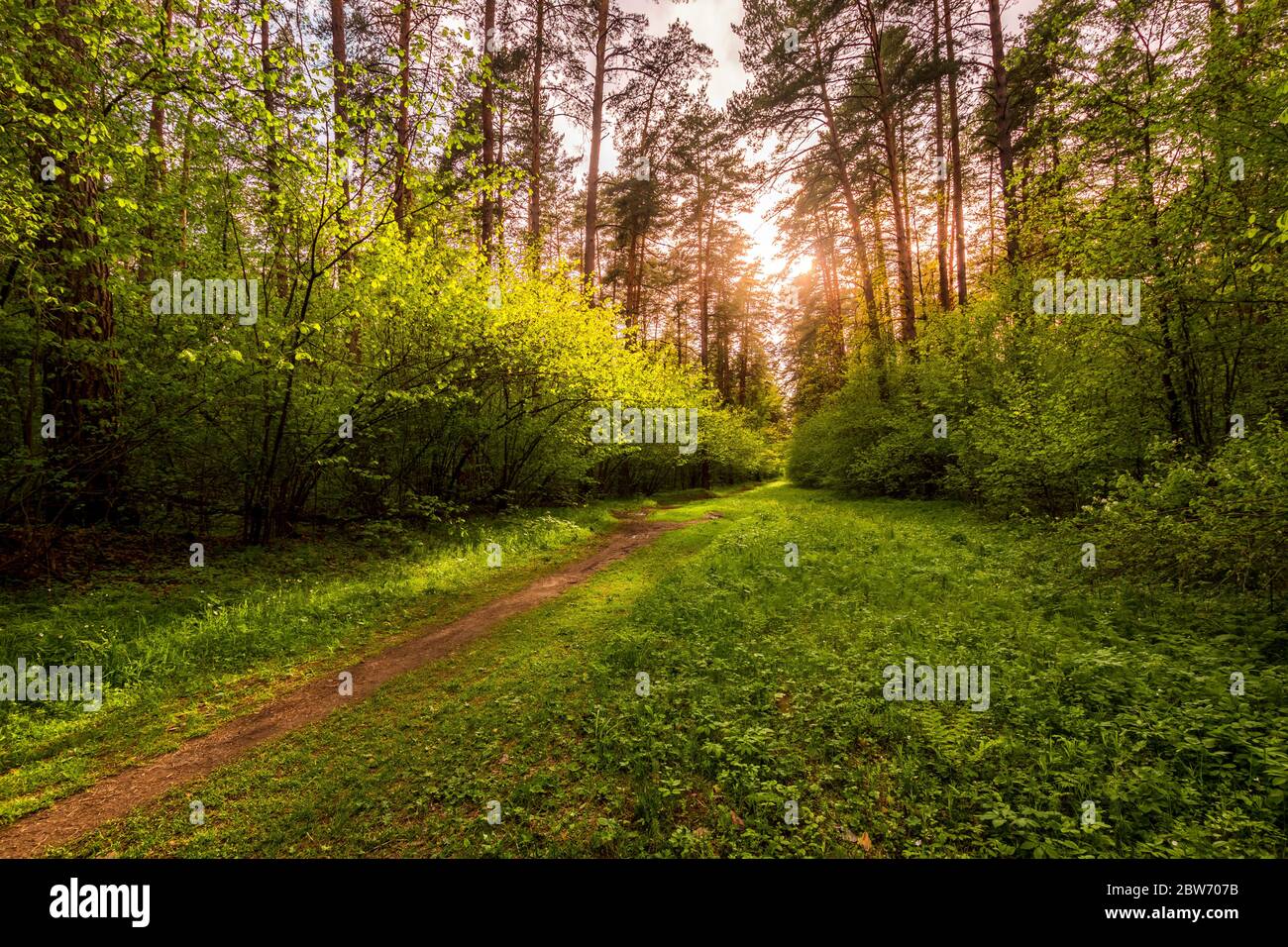 Spring pine forest in sunny weather with bushes with young green leaves glowing in the rays of the sun and a path that goes into the distance. Sunset Stock Photo