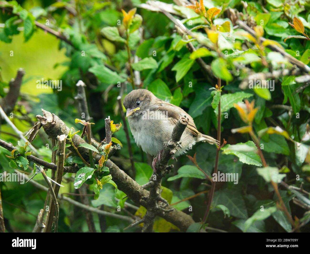 Passer domesticus, fledgling house sparrow, Cornwall, UK Stock Photo