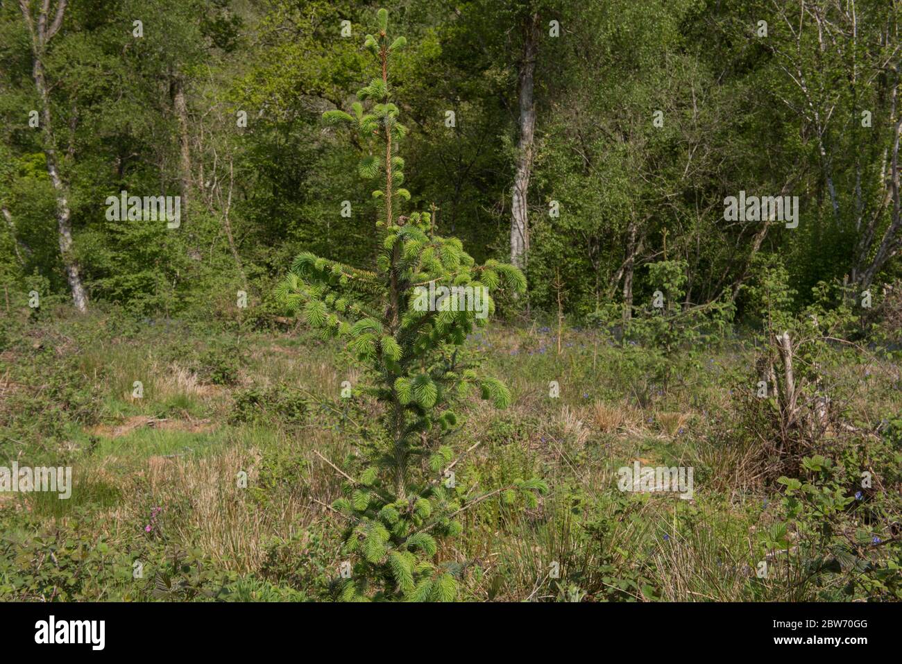 Spring Growth of a Young Douglas Fir Tree (Pseudotsuga menziesii) Growing on a Plantation in a Forest in Rural Devon, England, UK Stock Photo