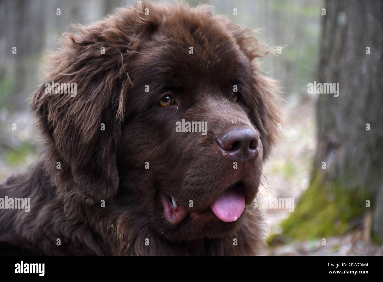 tri colored newfoundland dog