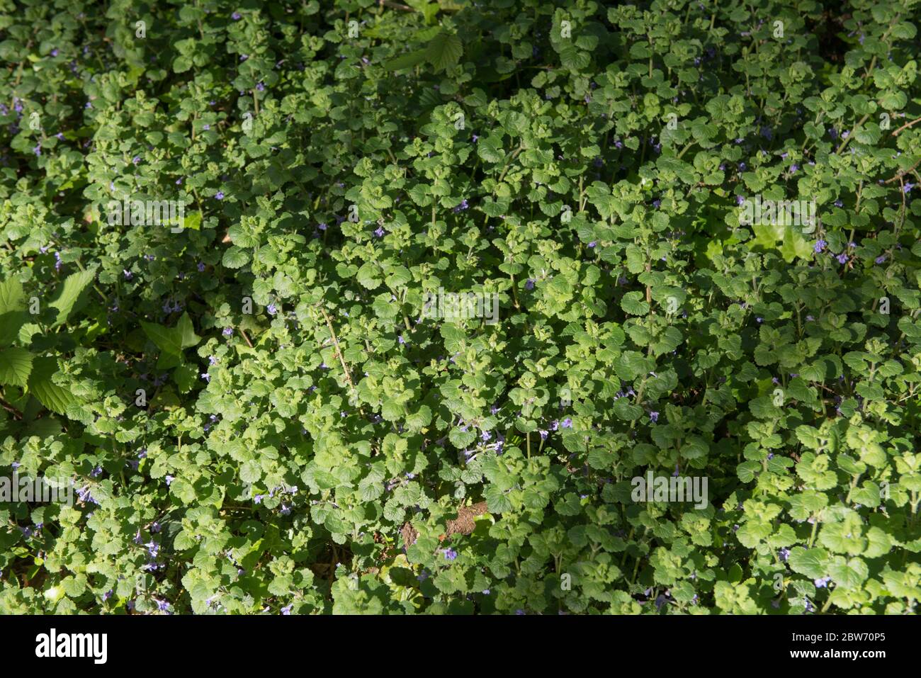 Spring Flowering of the Clump Forming Ground Ivy Plant (Glechoma hederacea) Growing on the Floor of a Forest in Rural Devon, England, UK Stock Photo