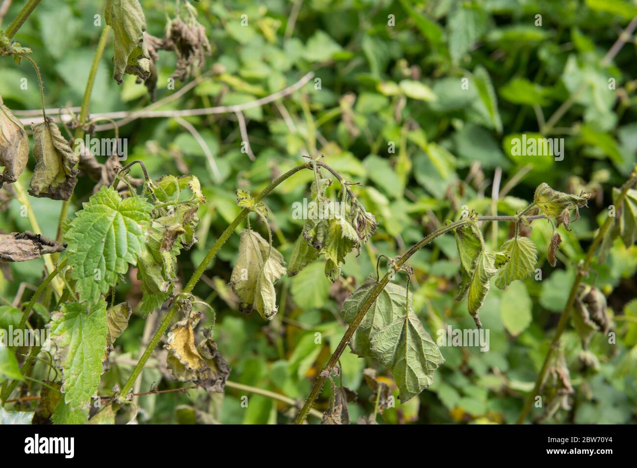 Common Stinging Nettles (Urtica dioica) Withering and Dying After Being