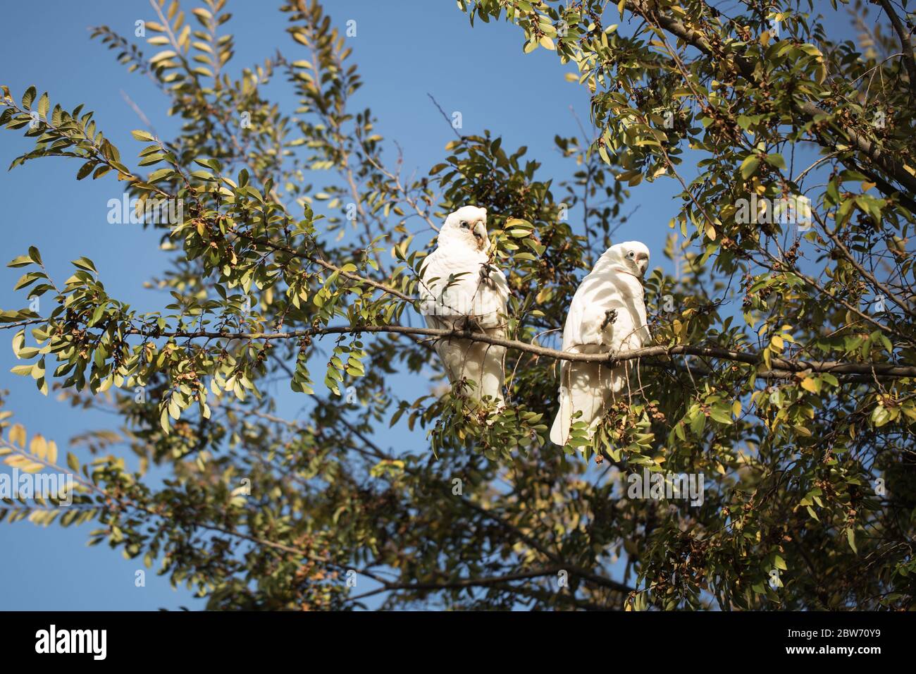 two wild Australian little corellas (Cacatua sanguinea) in a tree Stock Photo