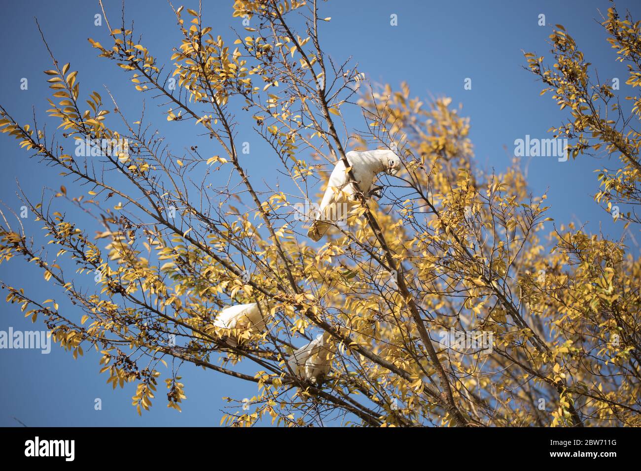 Wild Australian little Corellas (Cacatua sanguinea) in an autumn tree with blue sky back ground Stock Photo