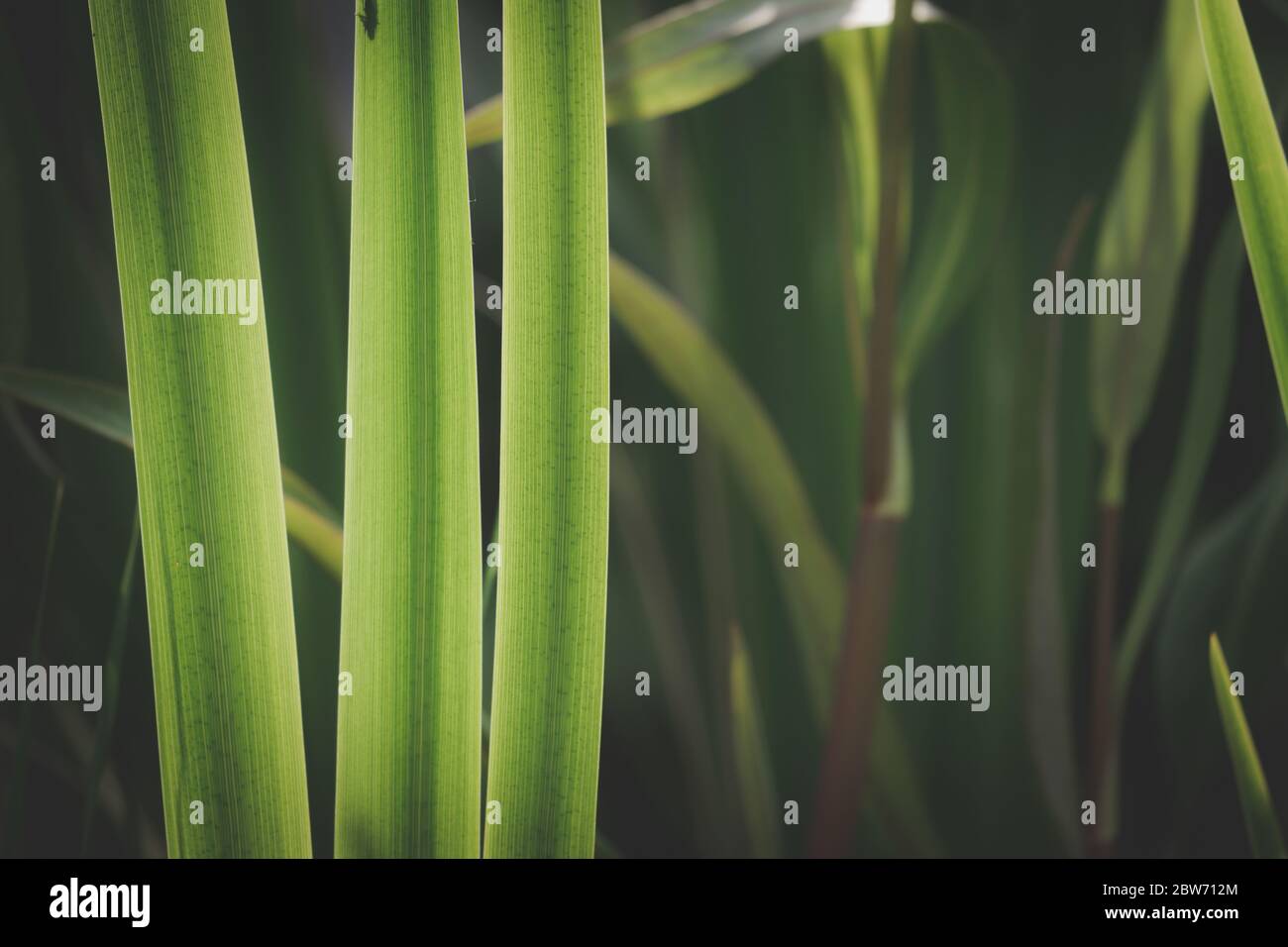 iris leaves beautiful green background Stock Photo