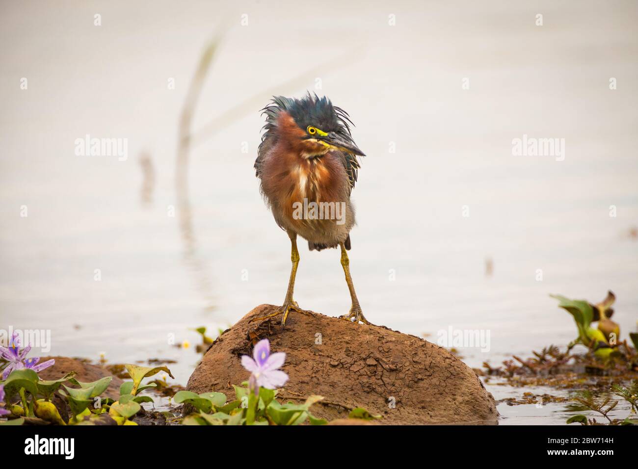 Green Heron, Butorides virescens, Refugio de vida Silvestre Cienaga las Macanas, Herrera province, Republic of Panama. Stock Photo