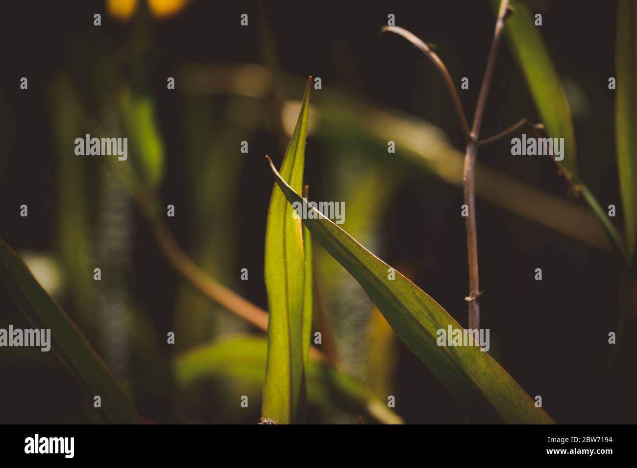 iris leaves beautiful green background Stock Photo
