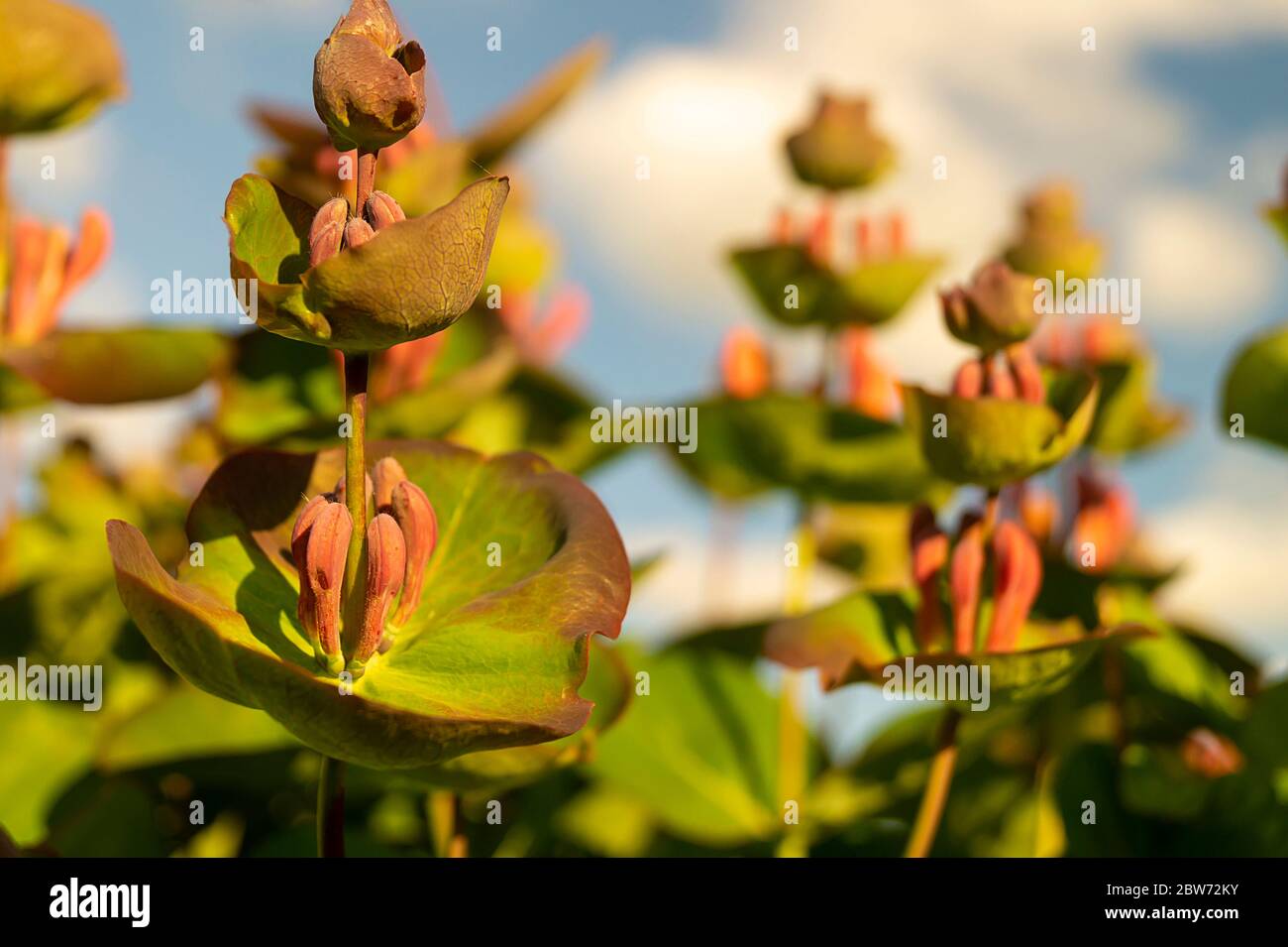 Blossom Lonicera on background green sheet at year solar day. Blue sky with white cloud Stock Photo