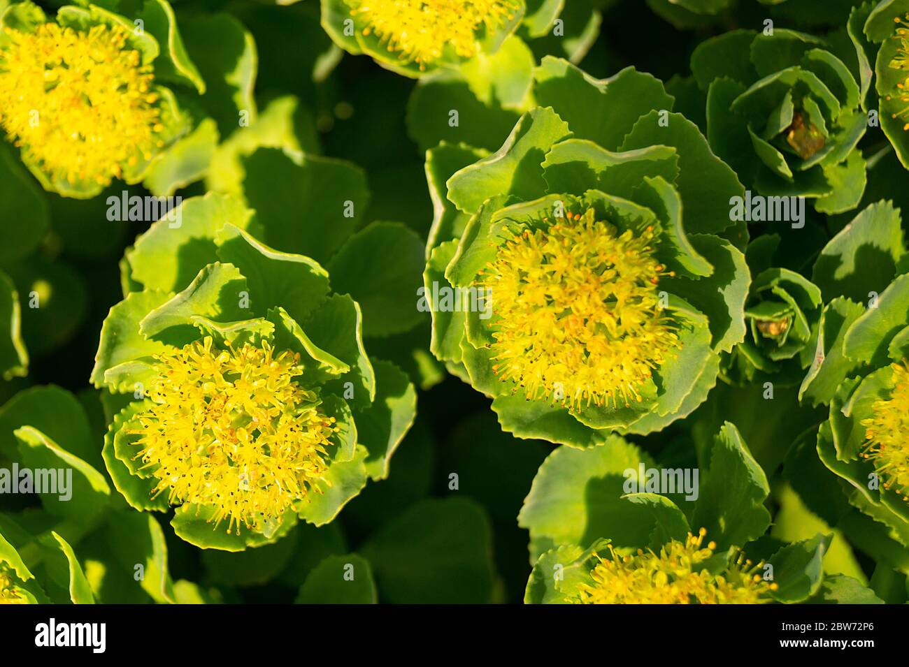 Green stems of Rhodiola rosea in the spring.The Beautiful background close-up. Plant is used for fabrication medicine Stock Photo