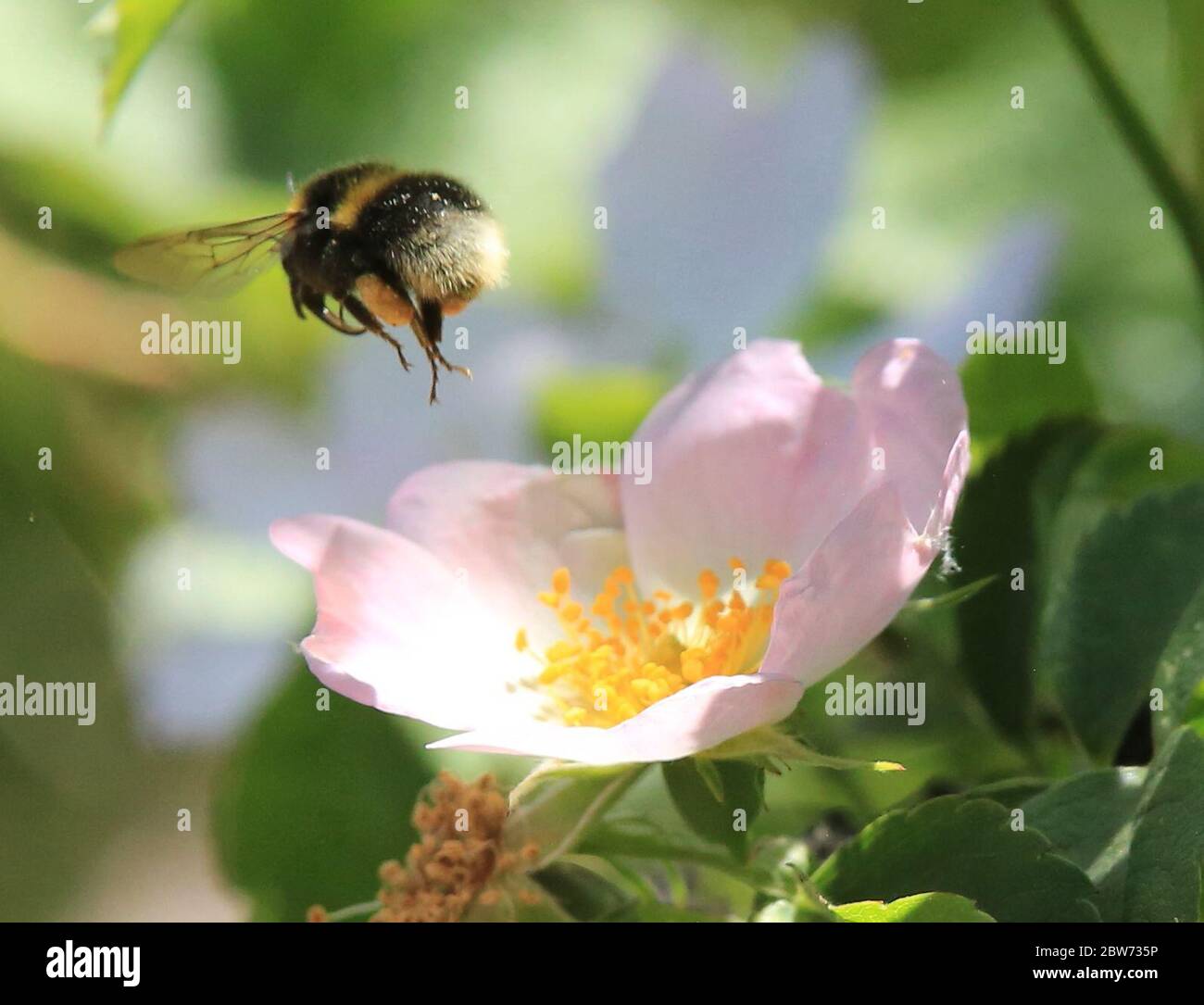 Alamy bee photos hi-res stock photography and images - Alamy