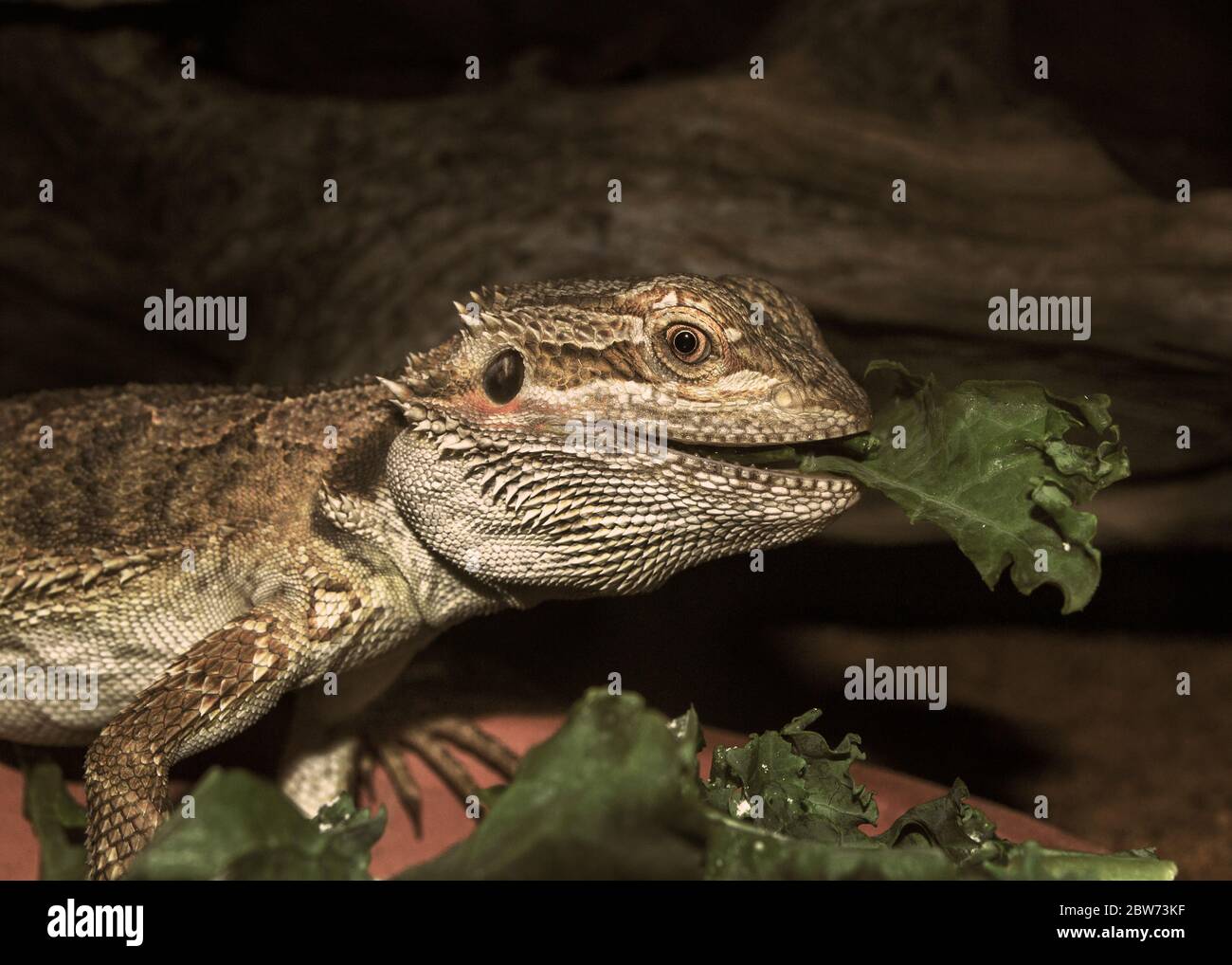 Dragon kale hires stock photography and images Alamy