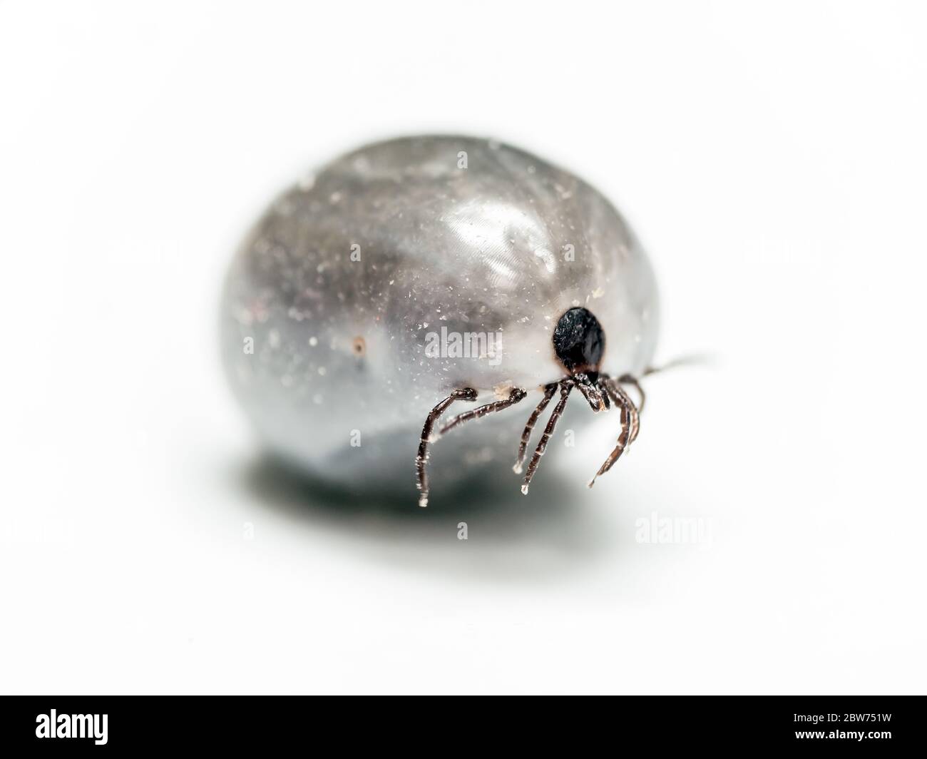 engorged tick