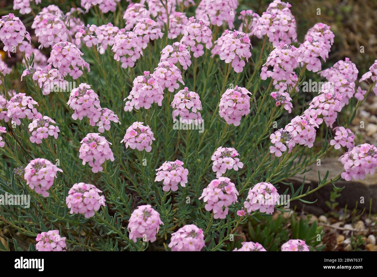 Persian stonecress (Aethionema grandiflorum). Called Persian candtuff and Large flowered stonecress also Stock Photo