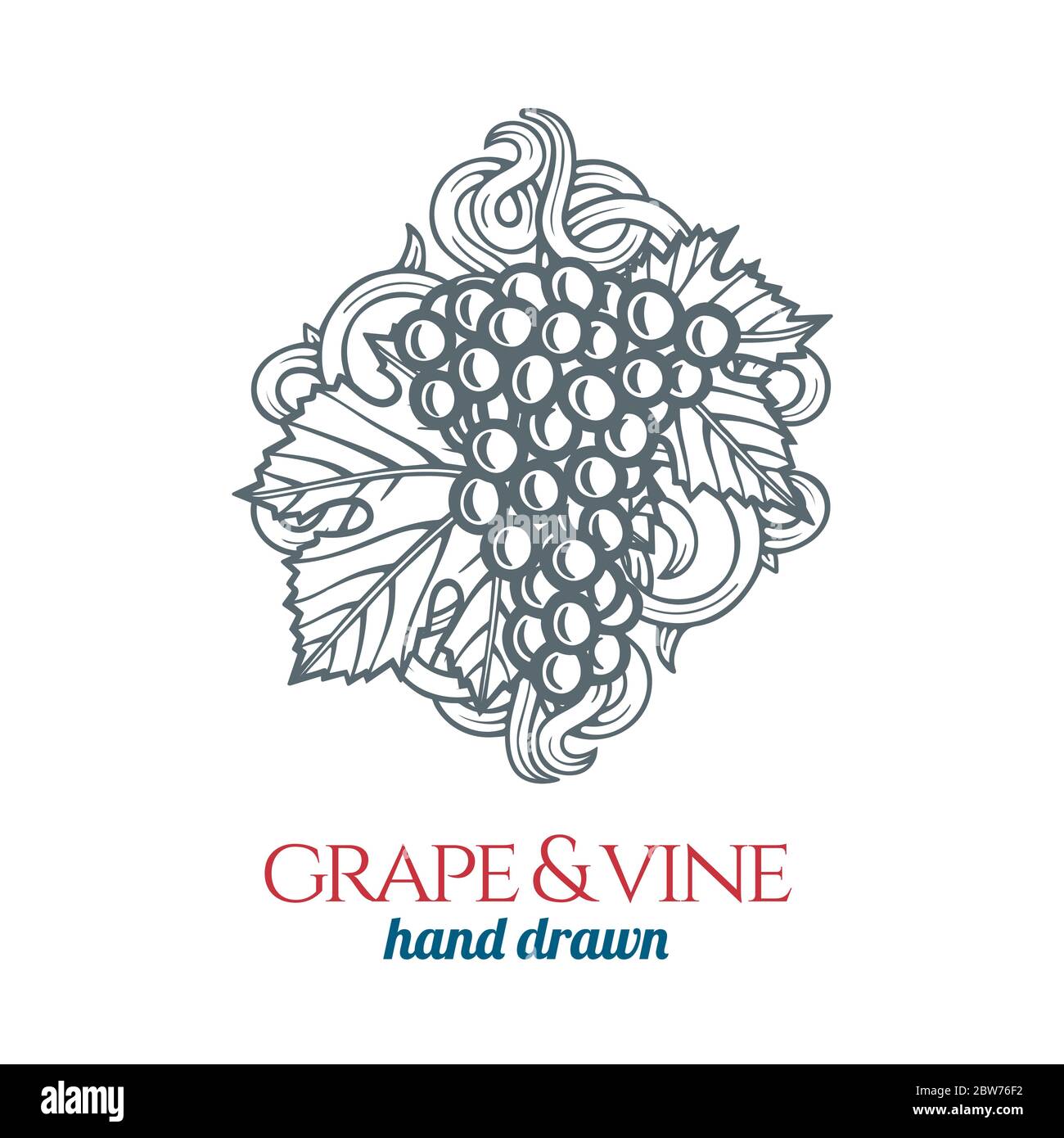 Grape. Grape bunch and vine hand drawn vector illustration. Grape and vine engraving style outline graphic. Stock Vector