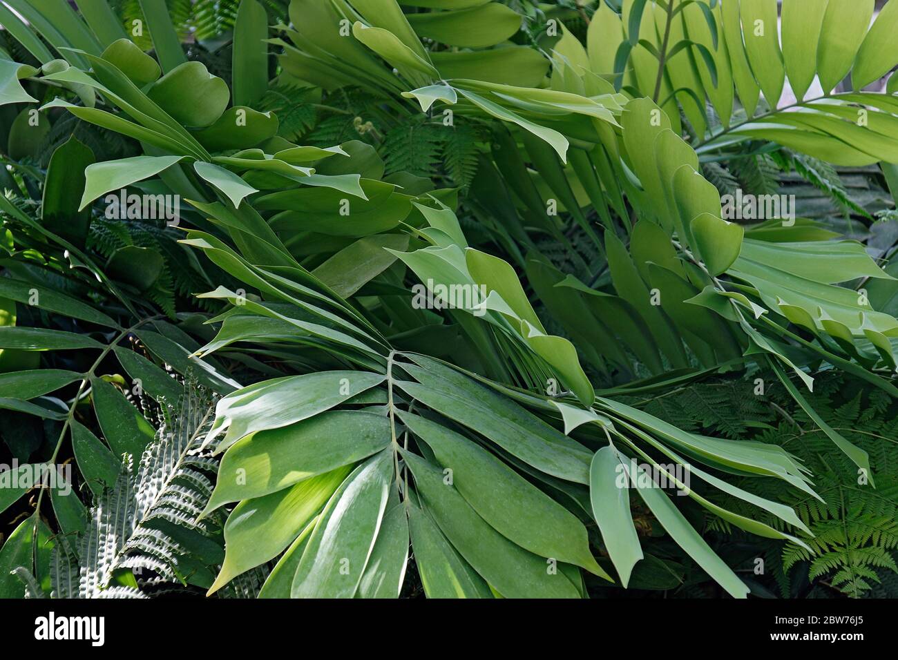 Palmita (Ceratozamia miqueliana) Stock Photo