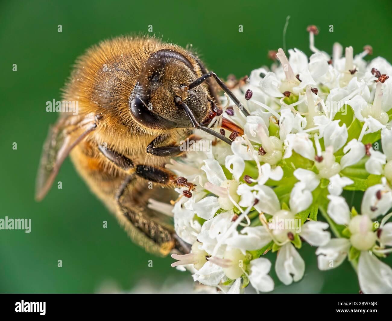 A honey bee (Apis mellifera) enjoying the fruits of this flower. Found at Blashford Lakes nature reserve in Hampshire. Stock Photo