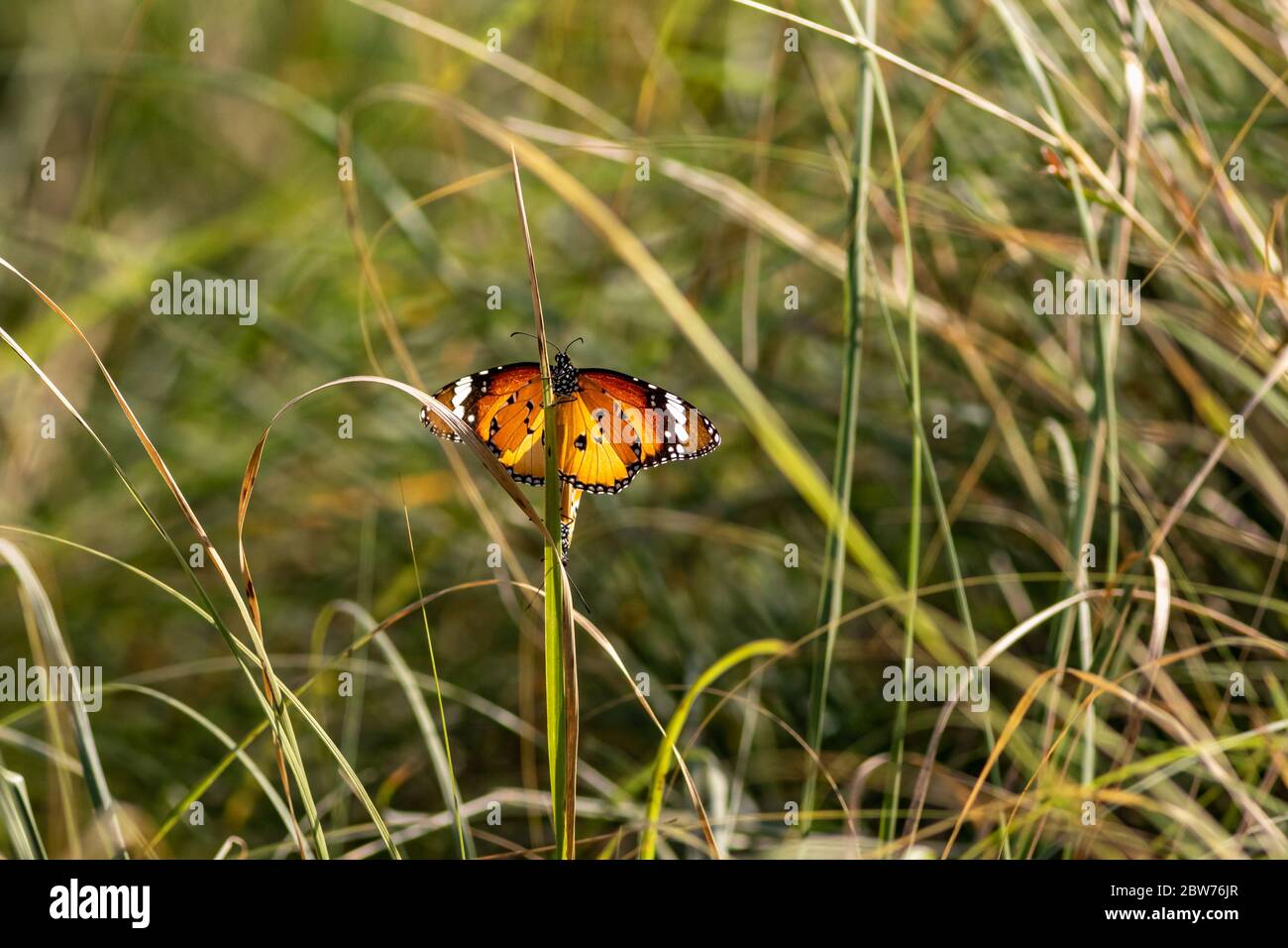 Plain Tiger or Danaus chrysippus or African queen or African Monarch butterfly mating at keoladeo national park or bharatpur bird sanctuary, rajasthan Stock Photo