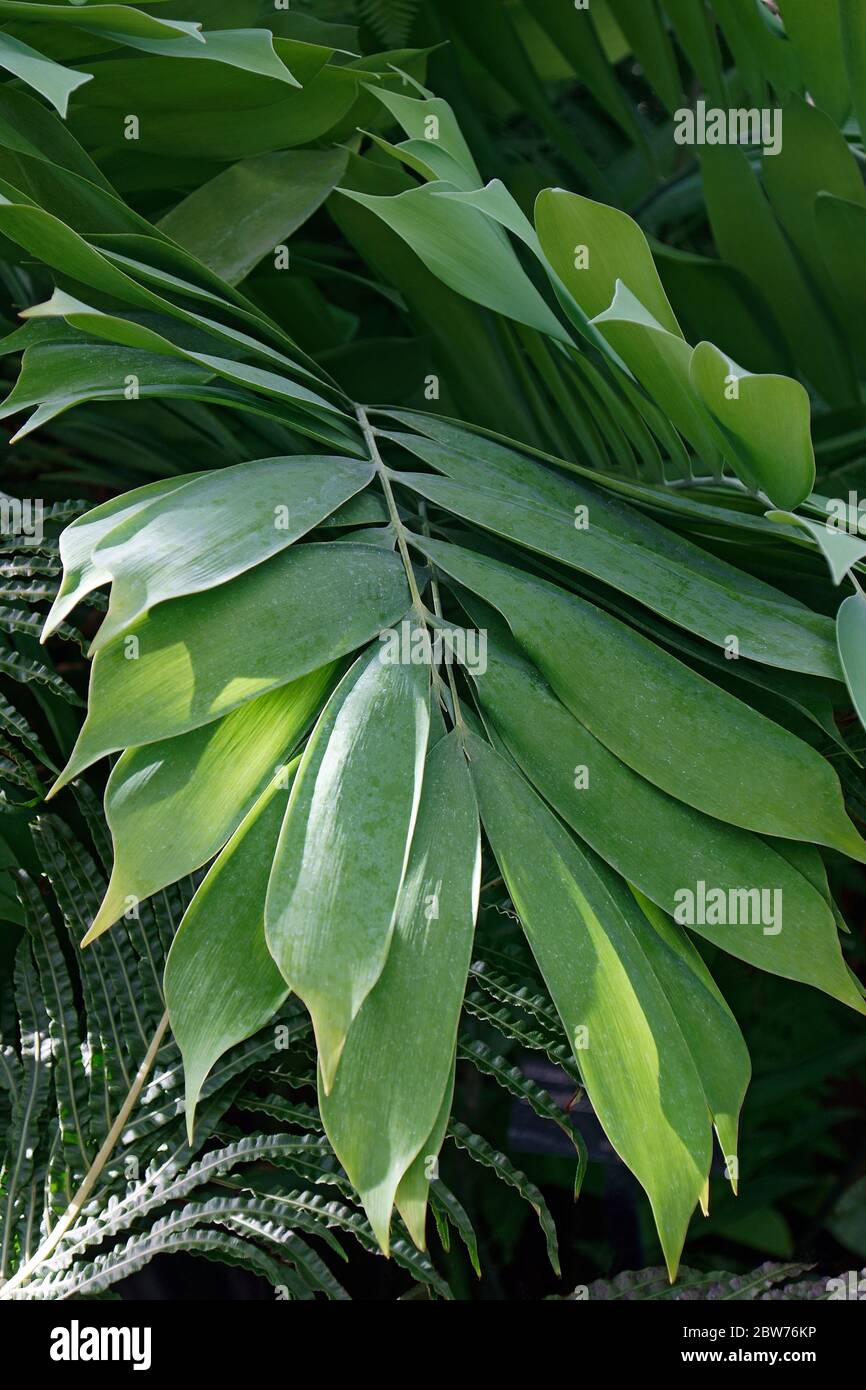 Palmita (Ceratozamia miqueliana) Stock Photo