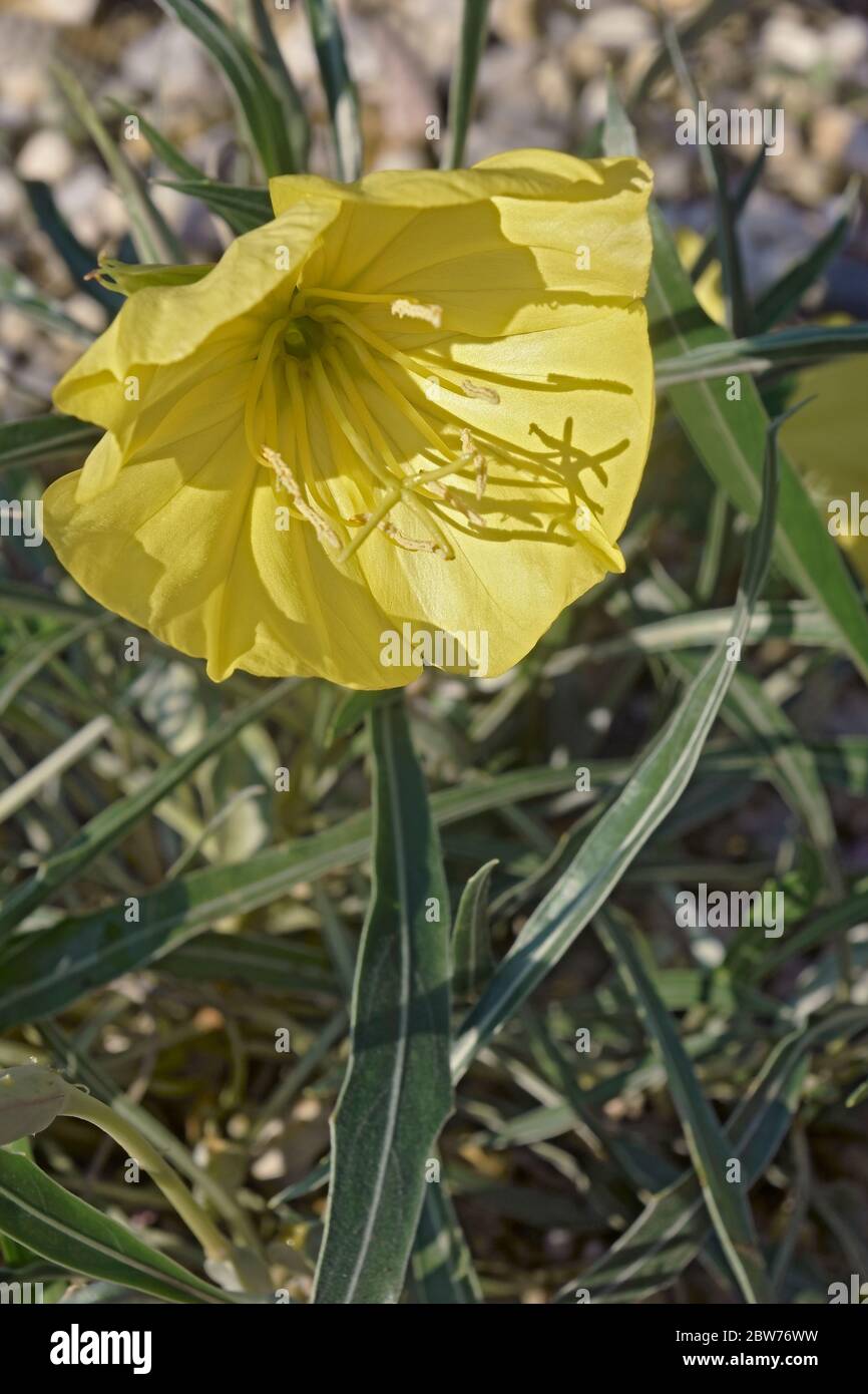 Bigfruit evening primrose (Oenothera macrocarpa). Called Ozark sundrop and Missouri evening primrose also Stock Photo