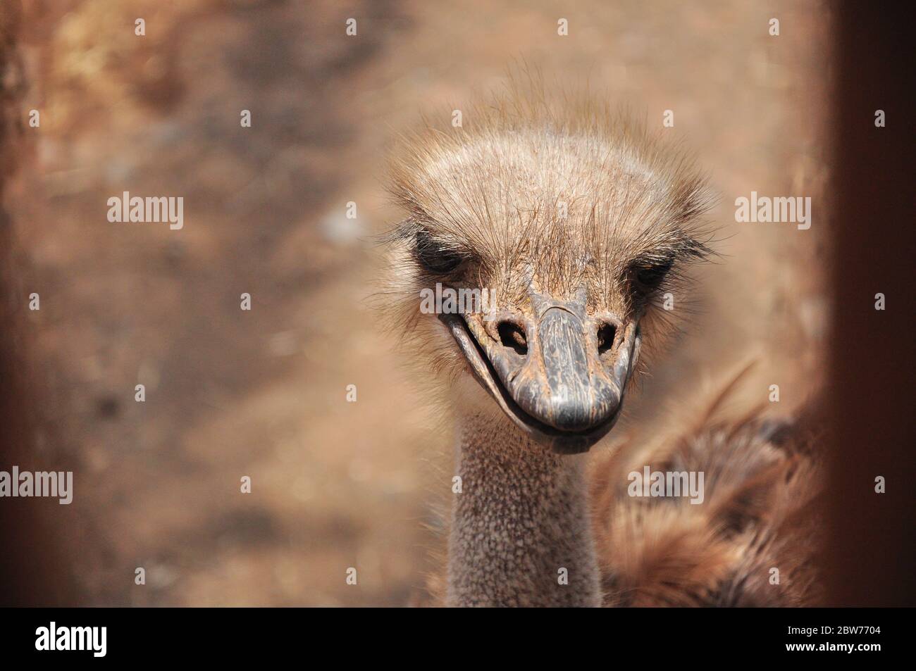 Ostrich looking straight in the camera - Fuerteventura/Spain Stock Photo