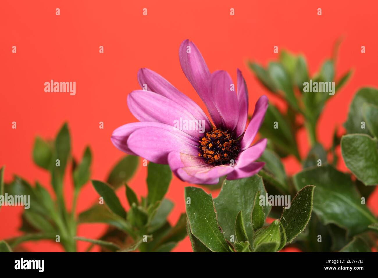Purple flower with orange stamens inside, partly in soft focus, with green leaves on, macro, on red  background Stock Photo