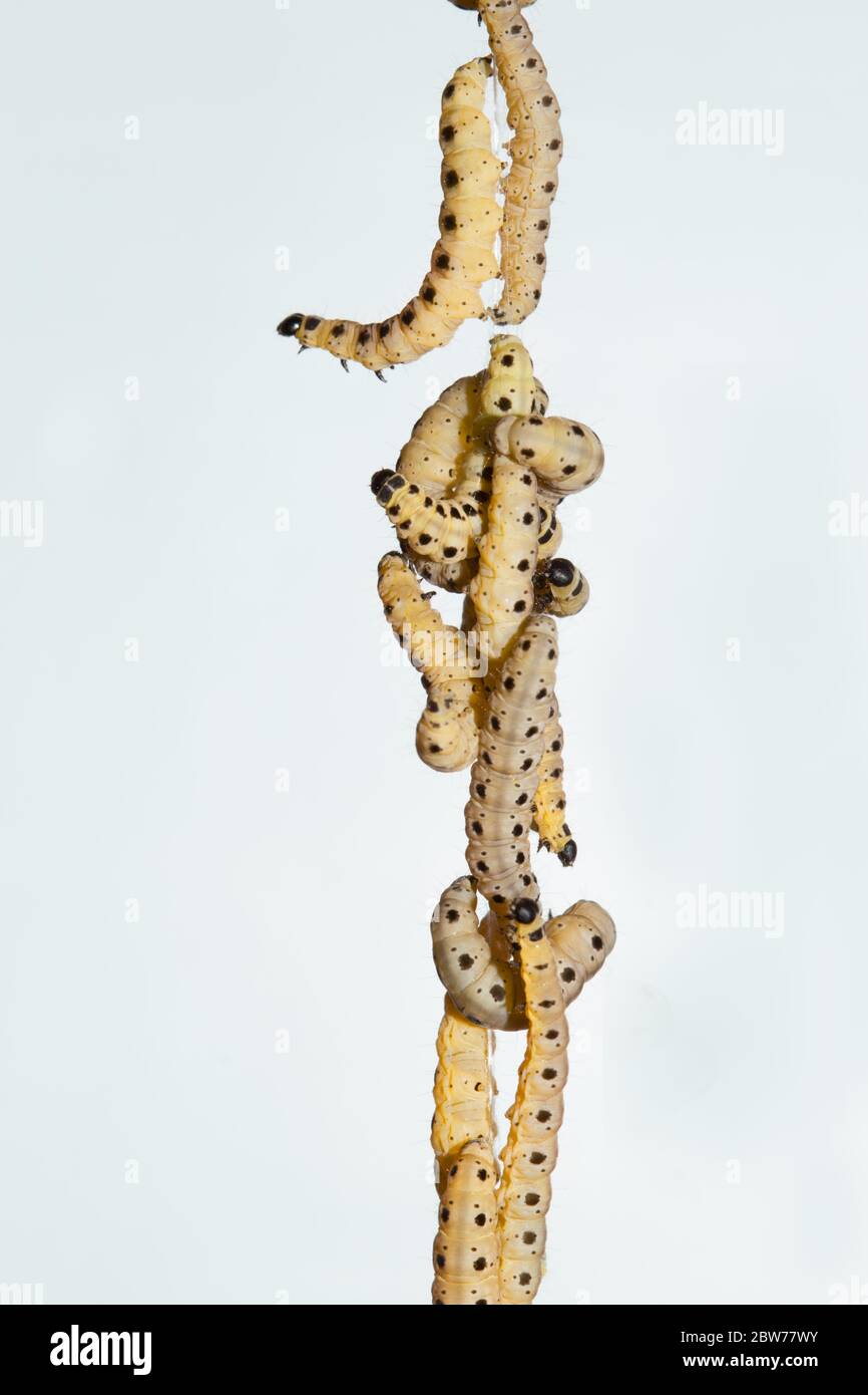 Larvae of Spindle ermine climbing down a silk thread against a blue sky Stock Photo