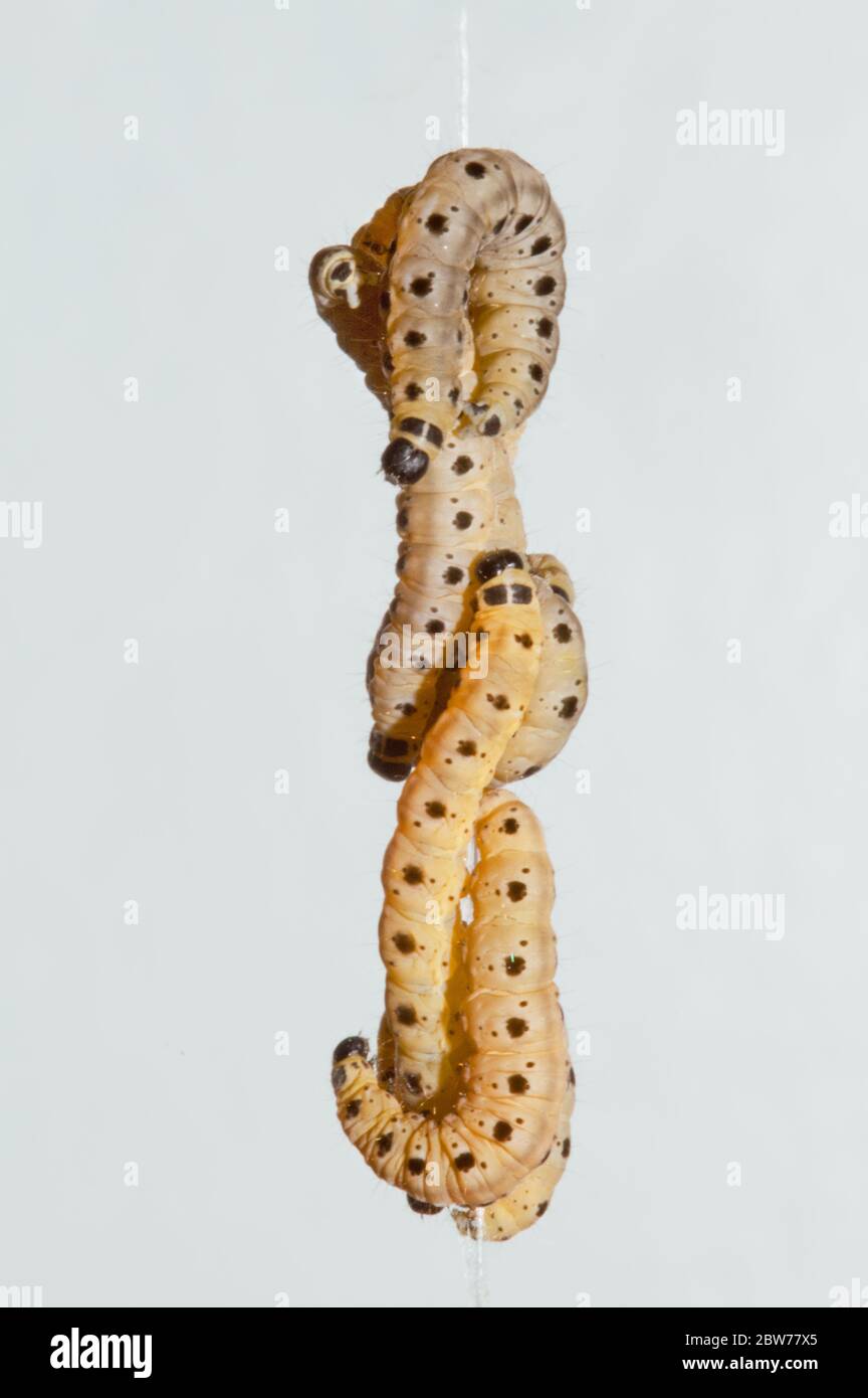 Larvae of Spindle ermine climbing down a silk thread against a blue sky Stock Photo