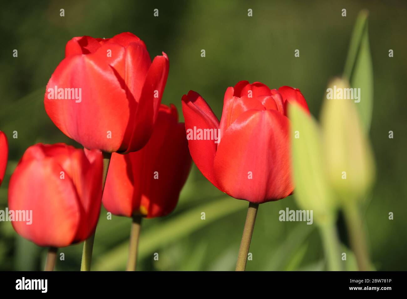 Liliaceae tulip hi-res stock photography and images - Alamy