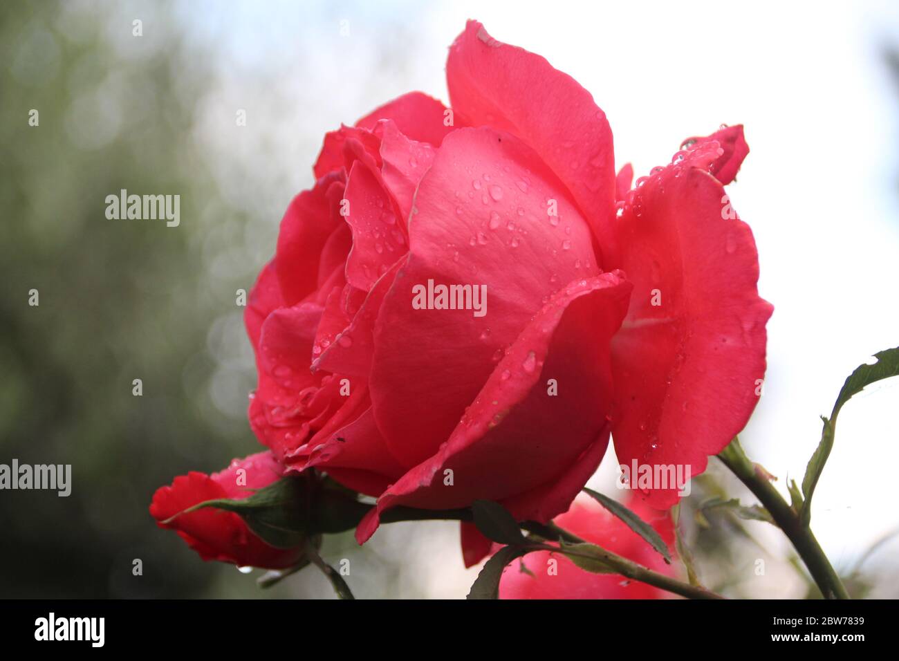 Rosa super elfin hi-res stock photography and images - Alamy