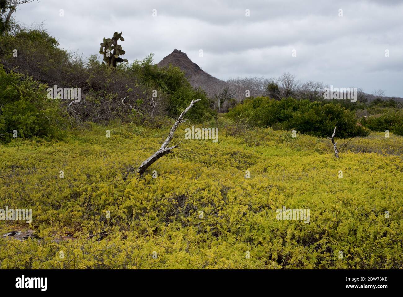lush vegetation after some rain at the footsteps of Dragon Hill on Santa Cruz at the Galapagos Islands. Stock Photo