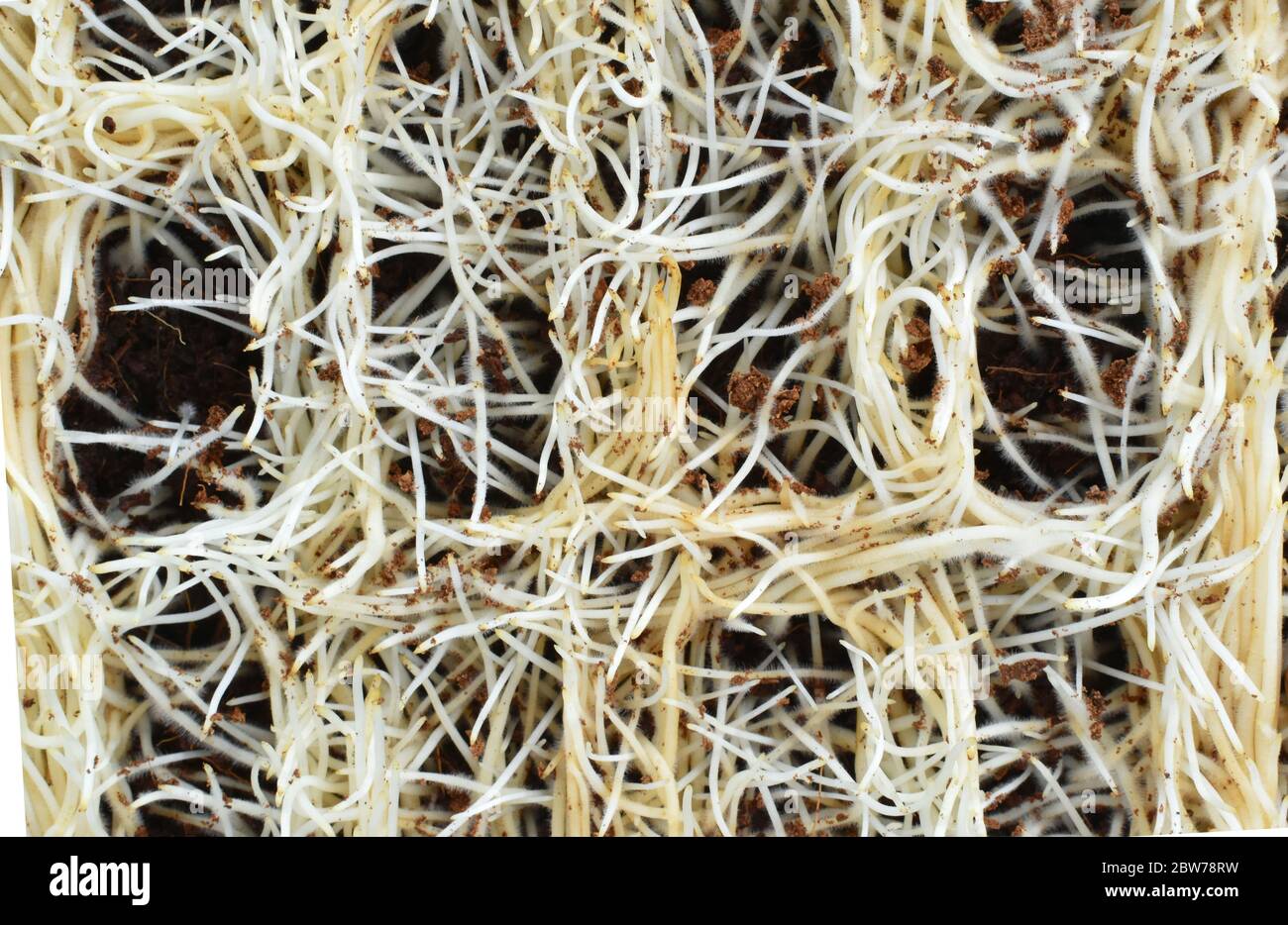 Abstract isolated underground macro of pea microgreens roots growing in coconut coir Stock Photo