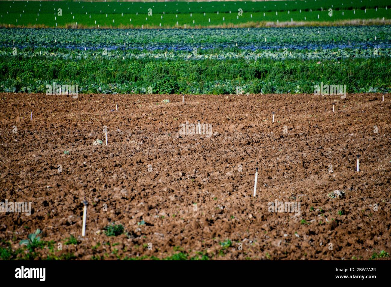 Fertile Agricultural Farmland Growing Fresh Vegetables in Ploughed Land