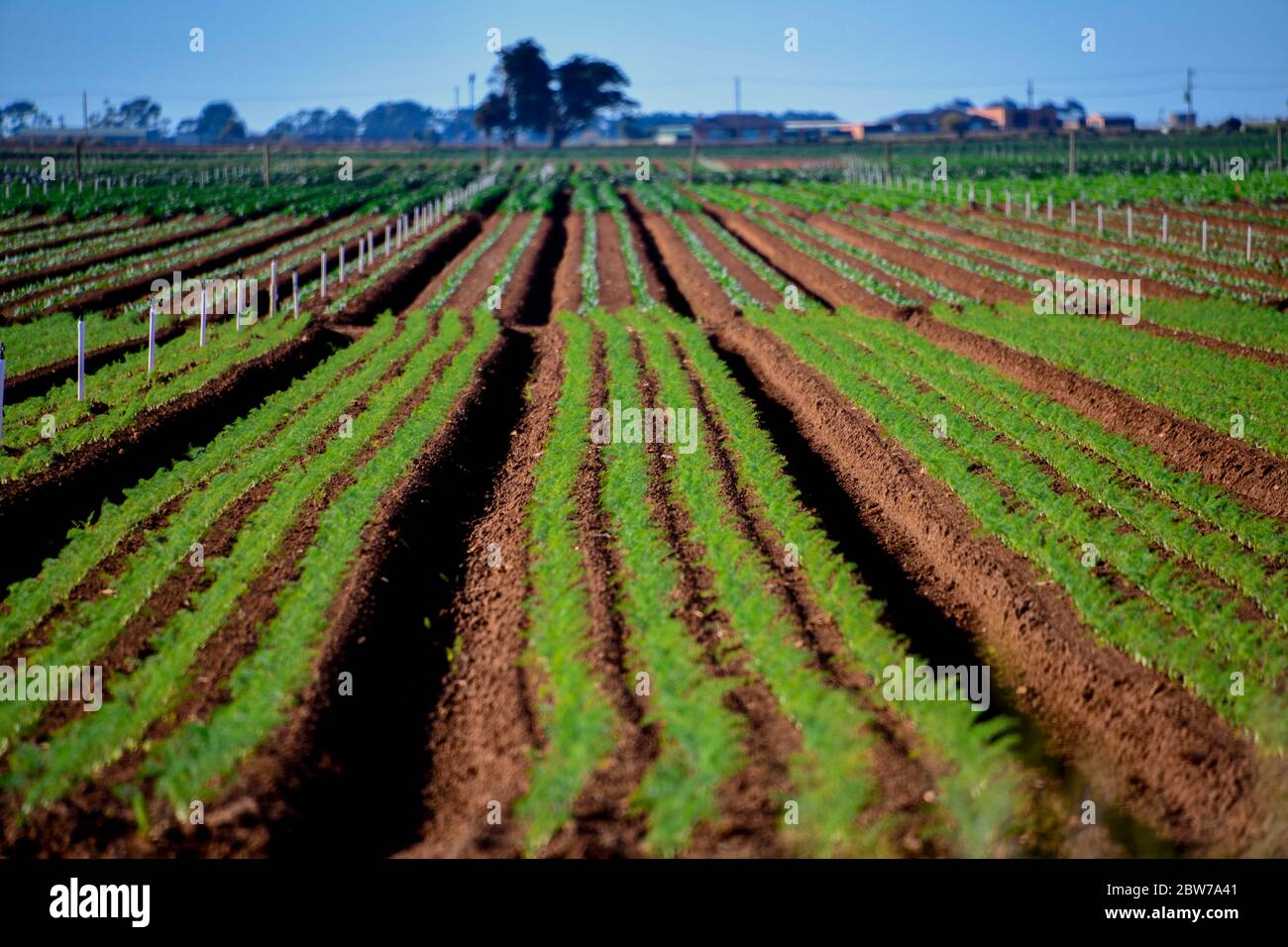 Fertile Agricultural Farmland Growing Fresh Vegetables in Ploughed Land Stock Photo