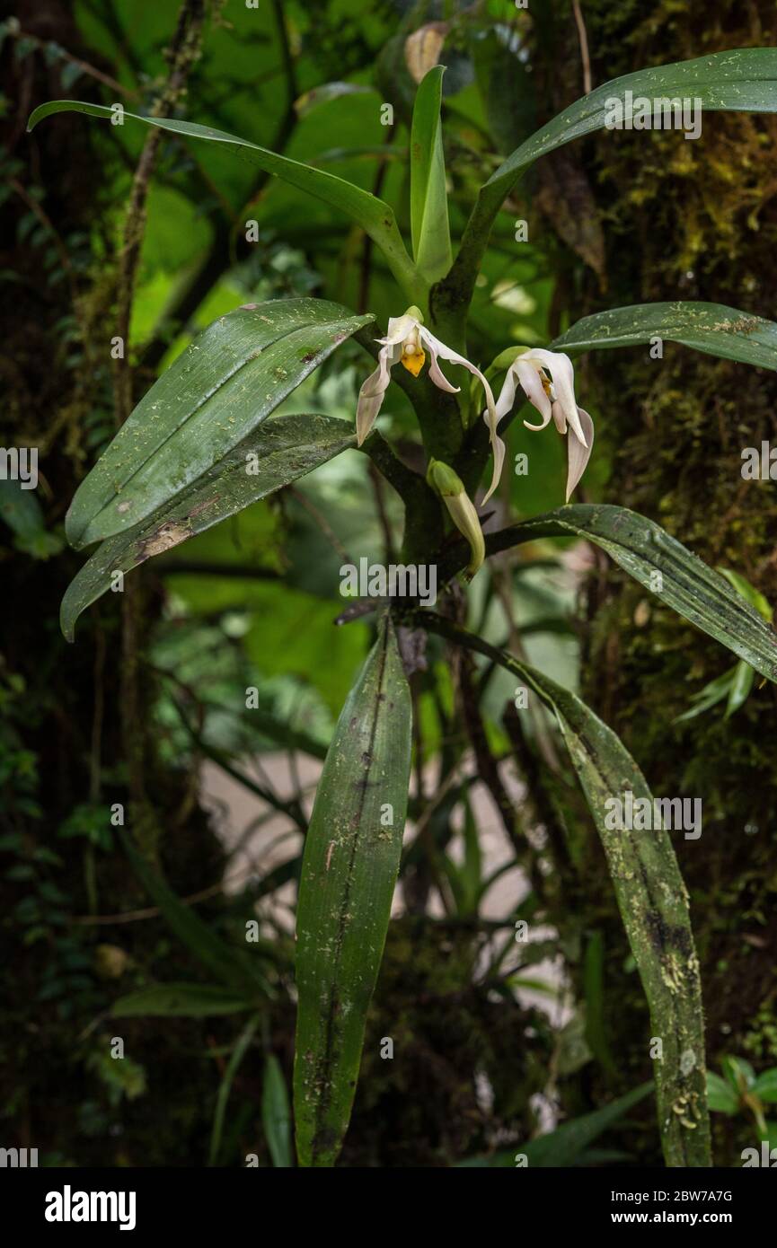 Wild orchid, Maxillaria sp., Orchideaceae, Santa Helena Claoud Forest, Reserve, Costa Rica, Centroamerica Stock Photo