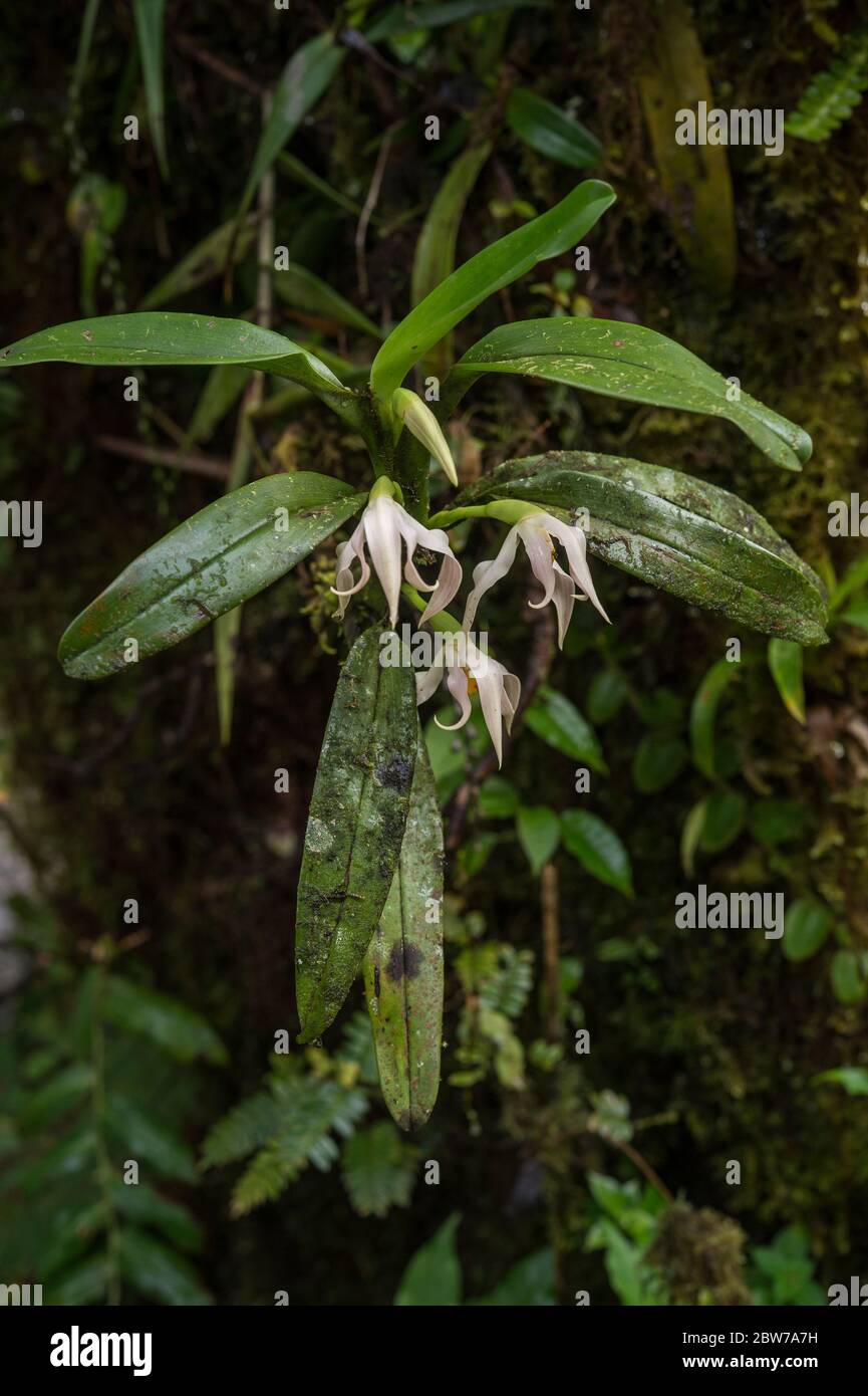 Wild orchid, Maxillaria sp., Orchideaceae, Santa Helena Claoud Forest, Reserve, Costa Rica, Centroamerica Stock Photo