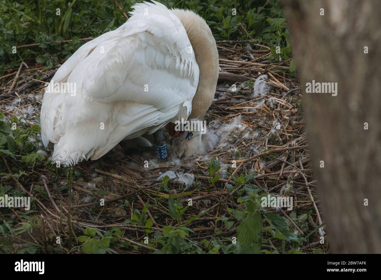 mute swan pen guarding cygnets on a nest in spring time Stock Photo