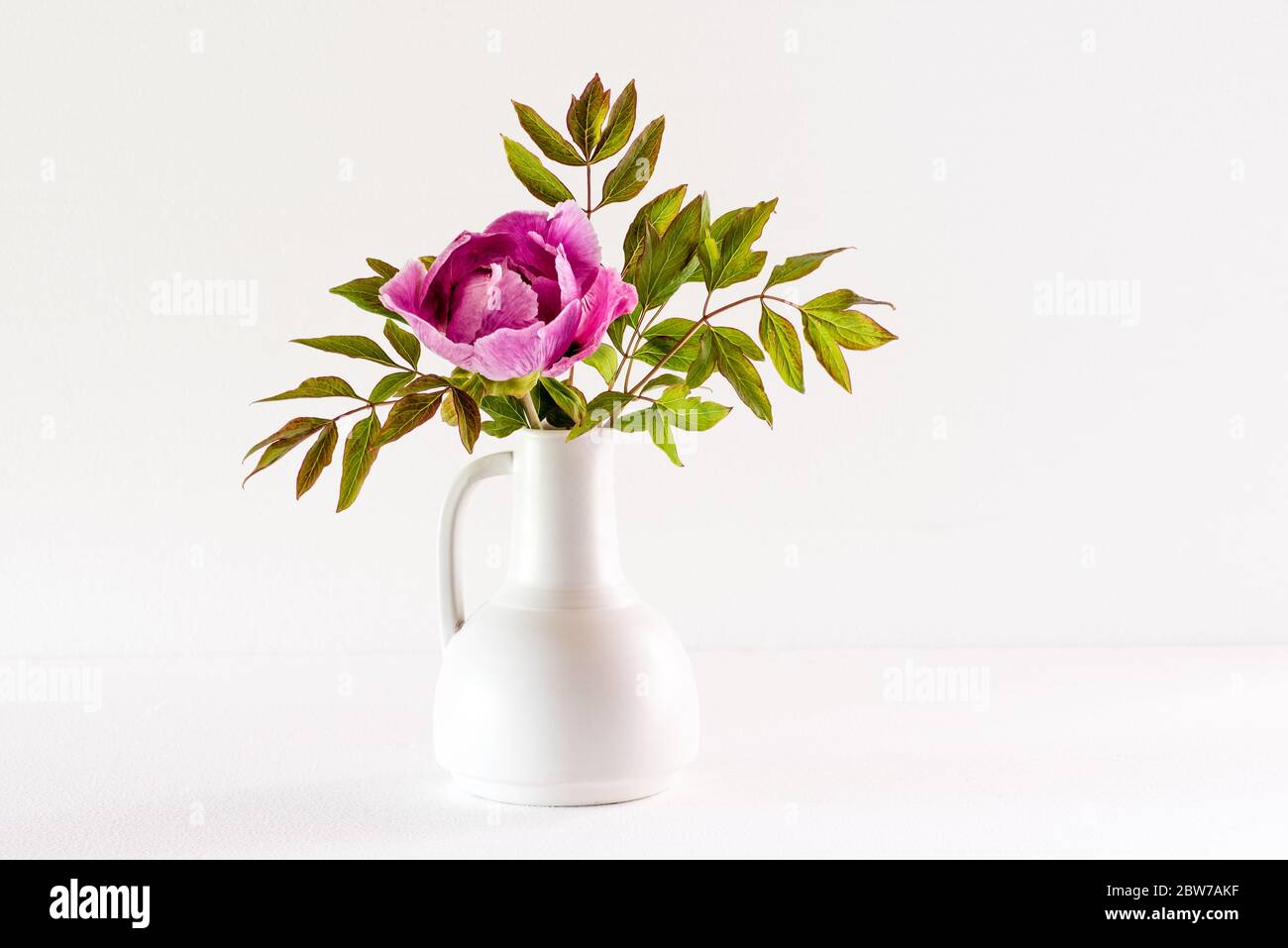 The beautiful and sumptuous flowering tree peony (Paeonia rockii or Paeonia suffruticosa rockii) in a white vase on white background. A flower with a Stock Photo