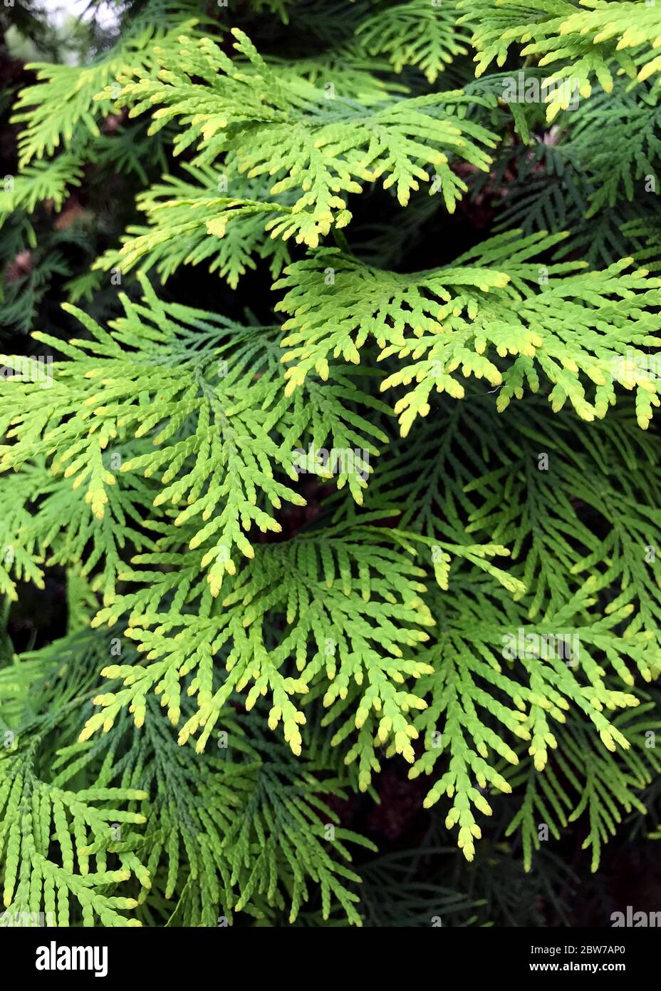 Closeup of Beautiful green leaves of Thuja trees. Thuja occidentalis is an evergreen coniferous tree. Platycladus orientalis, also known as Chinese th Stock Photo